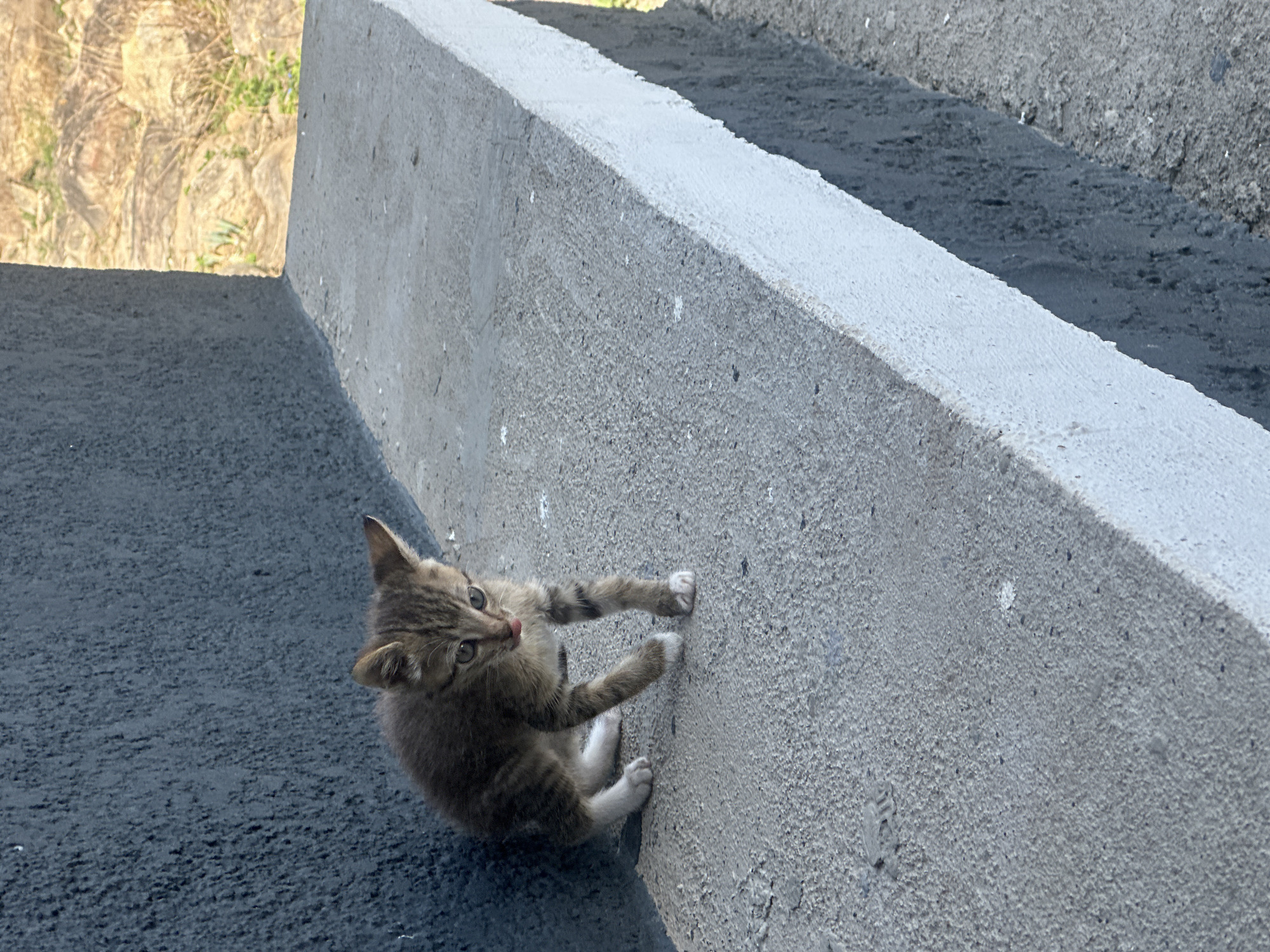 A small, tabby kitten clings to the side of a concrete structure. The kitten is gray and brown with white paws. The concrete structure is textured and gray in color, with a lighter gray top edge. The ground below the kitten is dark gray. A small patch of dry grass and leaves are visible in the background. The location is unspecified, but the prompt indicated this picture was taken in Jos, Nigeria.