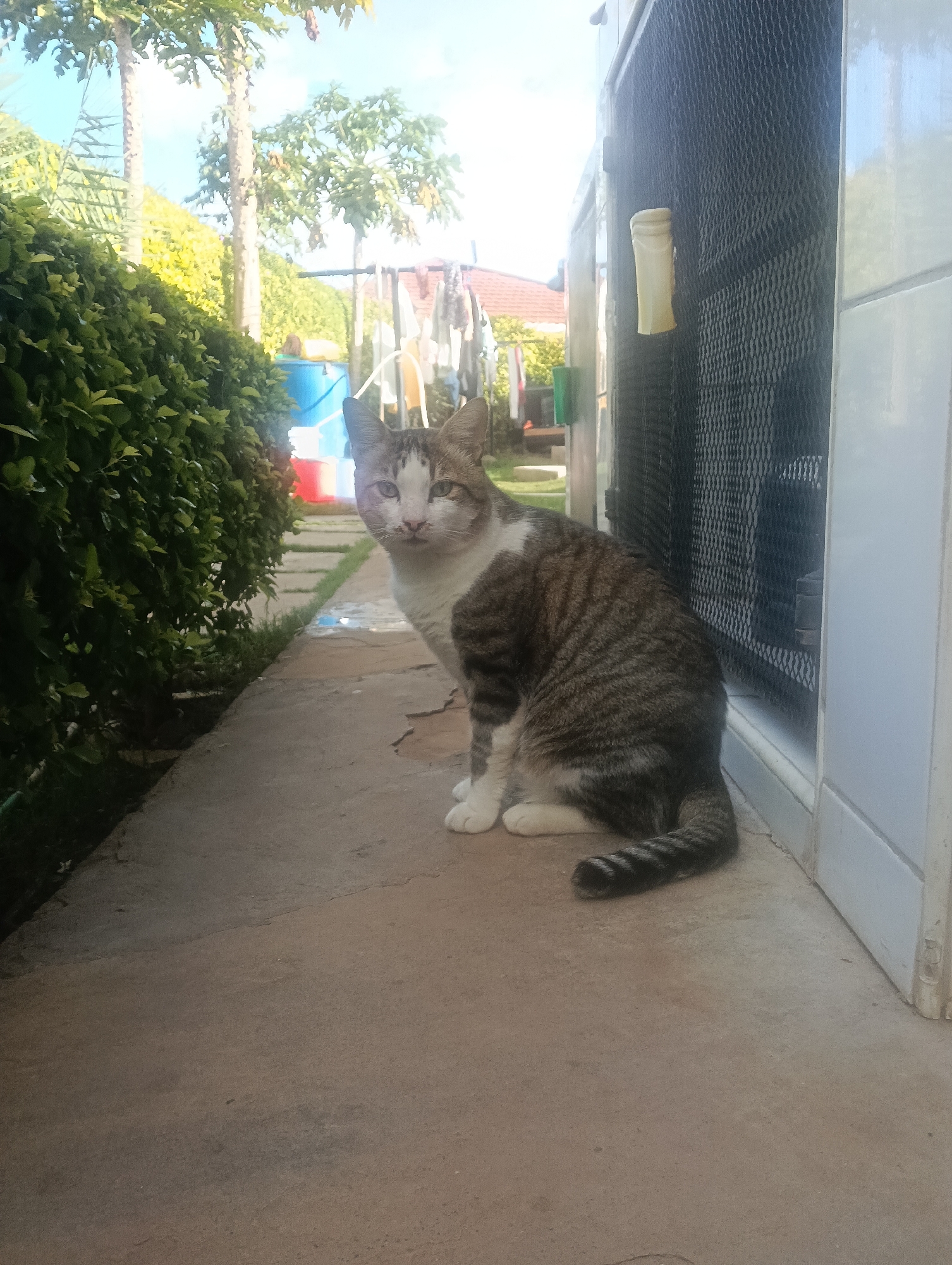 A medium-sized, tabby cat with white markings sits on a concrete path beside a building in an outdoor setting. The cat appears to be looking at the viewer. The building is white with a dark mesh screen. A green hedge borders the path, and in the background, there are trees and laundry hanging on a line. The location is unknown.