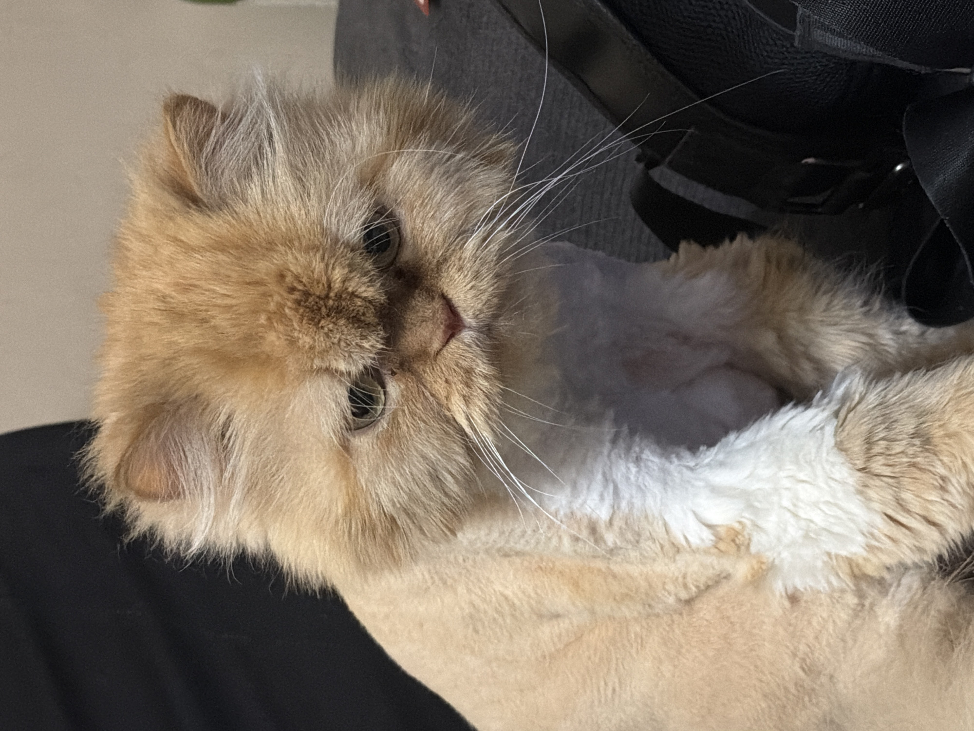 A close-up shot shows an orange and white Persian cat lying down. The cat has long whiskers and green eyes. The cat is positioned near a black object and a gray surface. The image location cannot be determined without additional information.