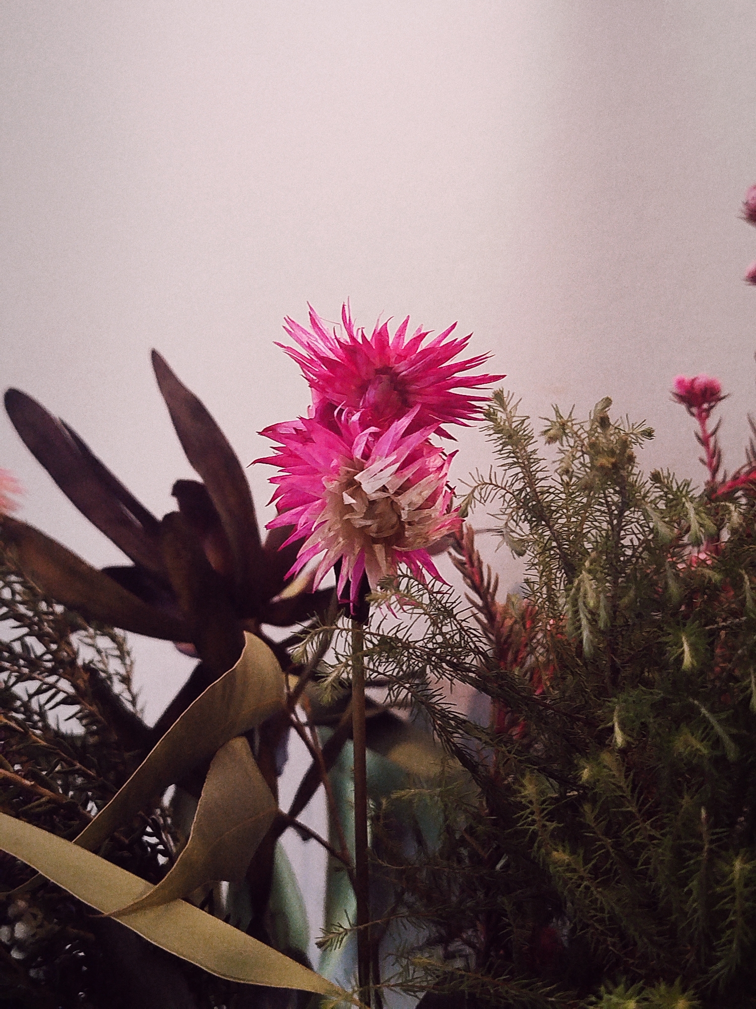 The image is a close-up of a floral arrangement. A vibrant pink strawflower dominates the center, standing out with its spiky petals. To the left is a dried flower pod with curved brown leaves. Green foliage with needle-like leaves fills the right side of the frame, and a few small pink flowers appear near the upper right. The background is a blurred, neutral color. The location is unknown.