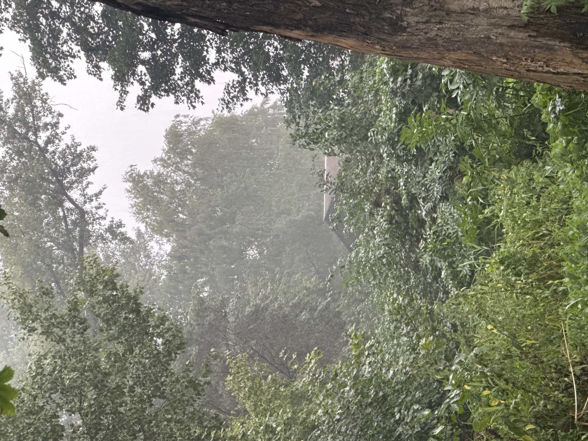 The image captures a misty, overcast scene of lush greenery, suggesting a humid or rainy day. The foreground features dense foliage, with various shades of green leaves, some appearing damp. A large, rough-barked tree trunk is prominent on the right side of the frame. In the mid-ground, more trees and bushes create a layered effect, and a hint of a roofline, possibly from a building, is visible through the mist. The background is dominated by a hazy, light-colored sky, with trees and foliage blurred by the atmospheric conditions. The overall impression is one of natural abundance and a soft, diffused light. This scene could be located in a park or a wooded area within the city of Yessentuki, Russia, given its verdant and naturalistic appearance. There are no people or animals visible in the image.