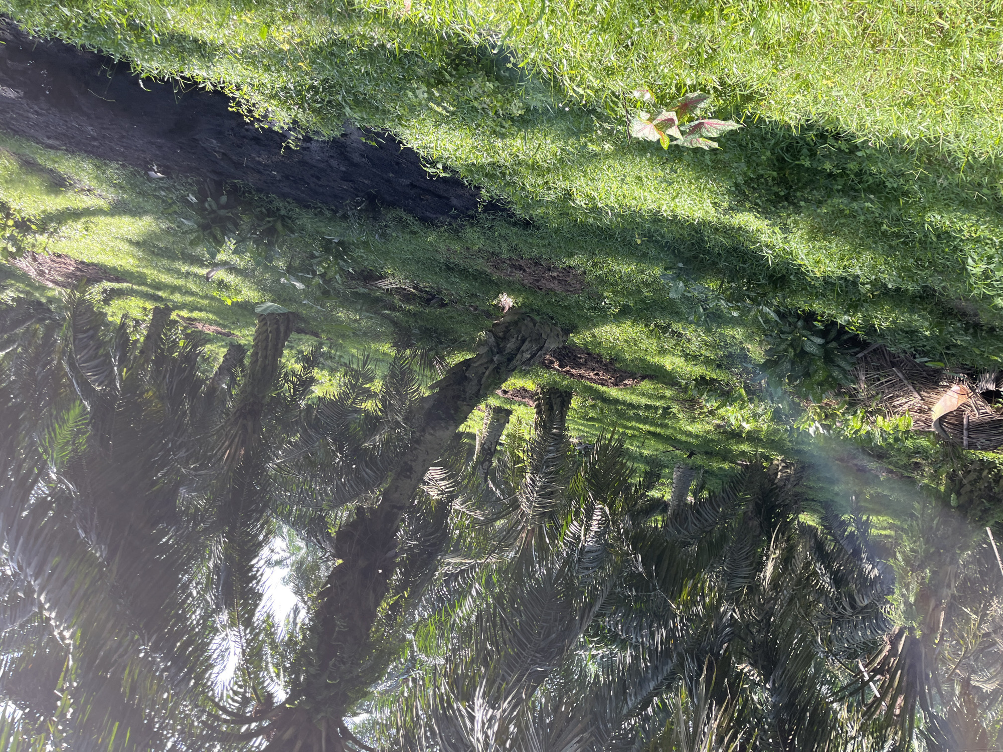 The image depicts a palm oil plantation under a bright sky. The plantation is located on a gentle slope covered in lush green grass and dense undergrowth. Numerous palm trees with their characteristic fronds dominate the scene, casting dappled shadows on the ground. In the foreground, a patch of dark, moist soil is visible on the slope, suggesting recent work or a natural erosion point. Light rays are visible, indicating the sun's presence, and a faint mist or haze adds to the atmospheric quality of the image. The overall impression is one of a humid, tropical environment.