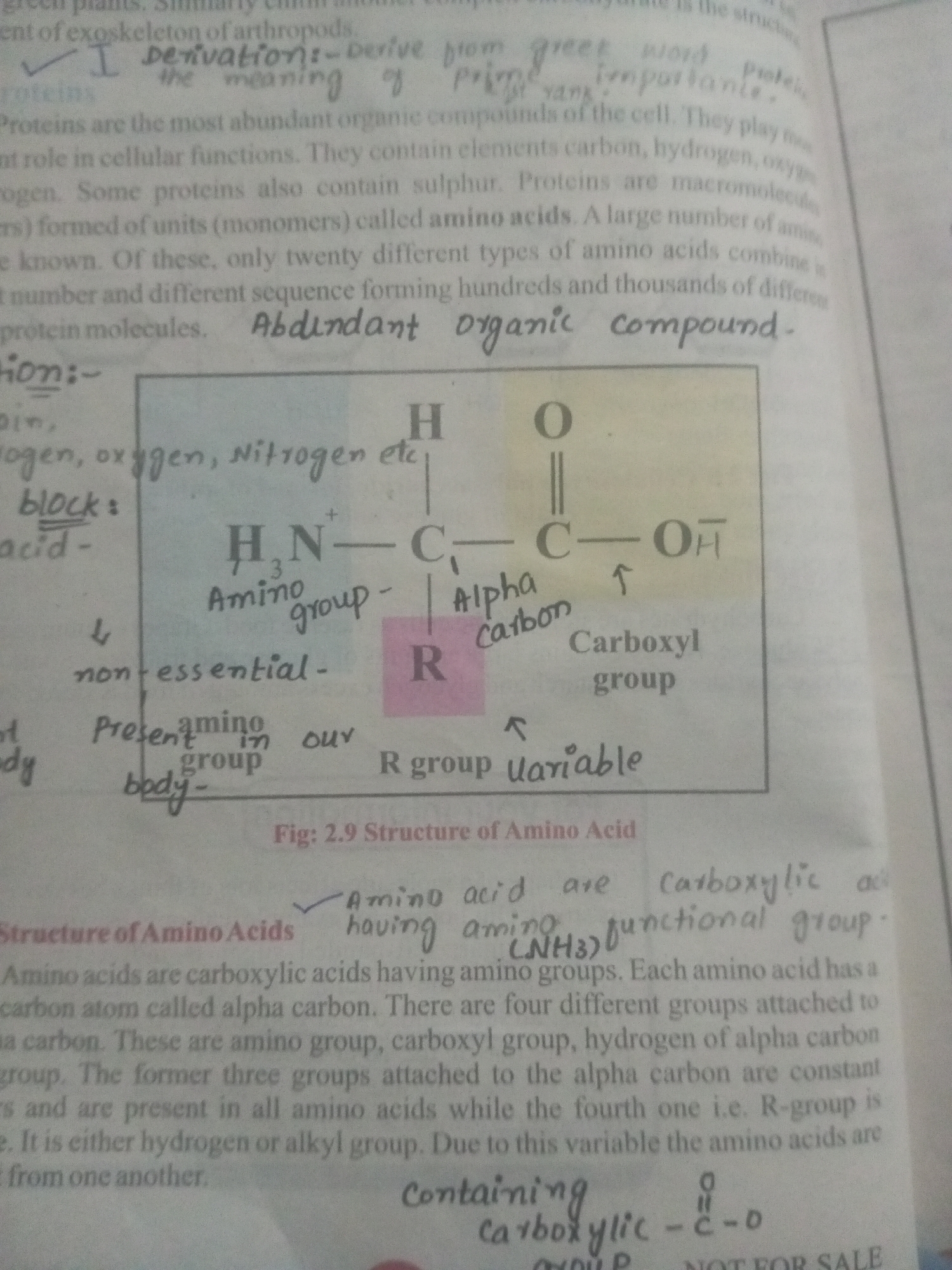 The image shows a page from a science textbook or notebook, focusing on the structure of amino acids. The text discusses proteins, their composition from amino acids, and the general structure of an amino acid. A diagram illustrates an amino acid molecule with its key functional groups: an amino group (NH2), a carboxyl group (COOH), an alpha carbon, and a variable R group. The diagram is handwritten and colored, with labels pointing to different parts of the molecule. The text also differentiates between essential and non-essential amino acids. The page is visually cluttered with handwritten notes and diagrams layered over printed text. There is no indication of the city of Mansehra, Pakistan, or any other specific geographical location. The scene is static and academic, depicting educational material.
