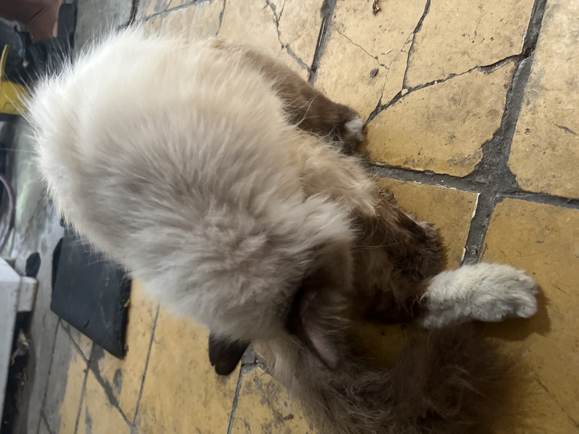 In Klapanunggal, Indonesia, a fluffy, long-haired cat is lying on a tiled floor. The cat has a light cream-colored coat on its back and head, with darker brown fur on its limbs and tail. Its head is lowered, and it appears to be grooming or resting its face on its paws. The tiled floor is a yellowish-brown color with visible cracks and dark grout lines. In the background, a dark rectangular mat is visible, along with parts of some furniture and other unidentifiable objects. The lighting suggests an indoor or covered outdoor setting.