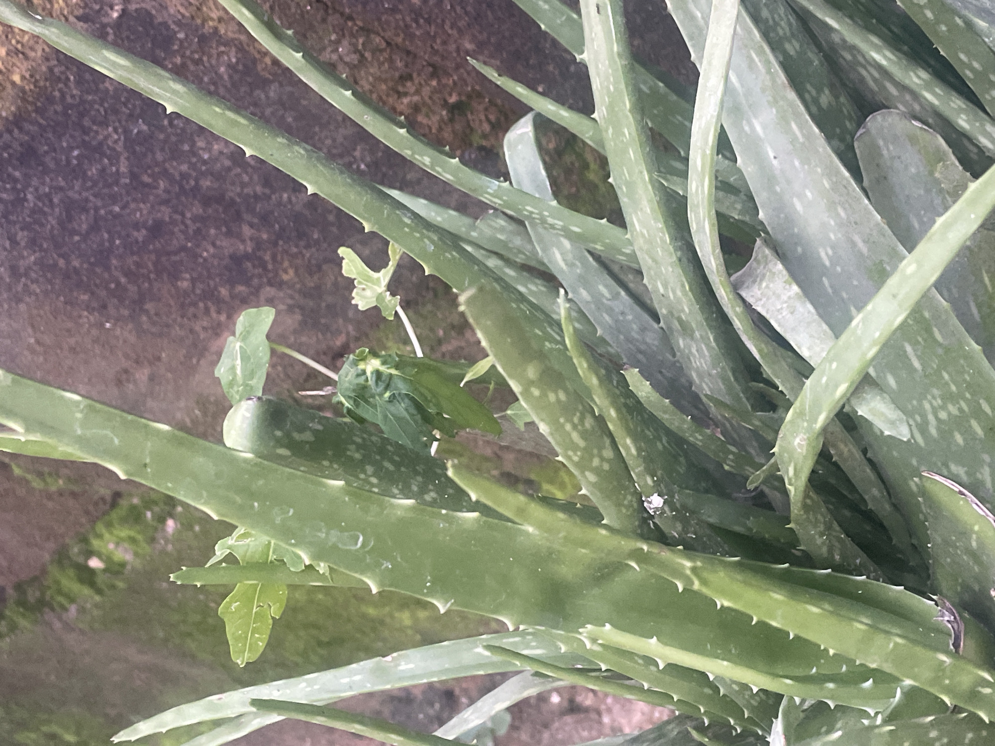 This is a close-up, eye-level, medium shot of an aloe vera plant. The plant's thick, green leaves, dotted with lighter green spots, dominate the frame. The edges of the leaves are serrated with sharp, white spines. The background is out of focus and appears to be a textured, mottled brown surface, possibly a wall or rough ground. The lighting suggests it is daytime, but the overall mood is somewhat subdued, perhaps due to the close framing and focus on the plant's texture. There is no visible text.