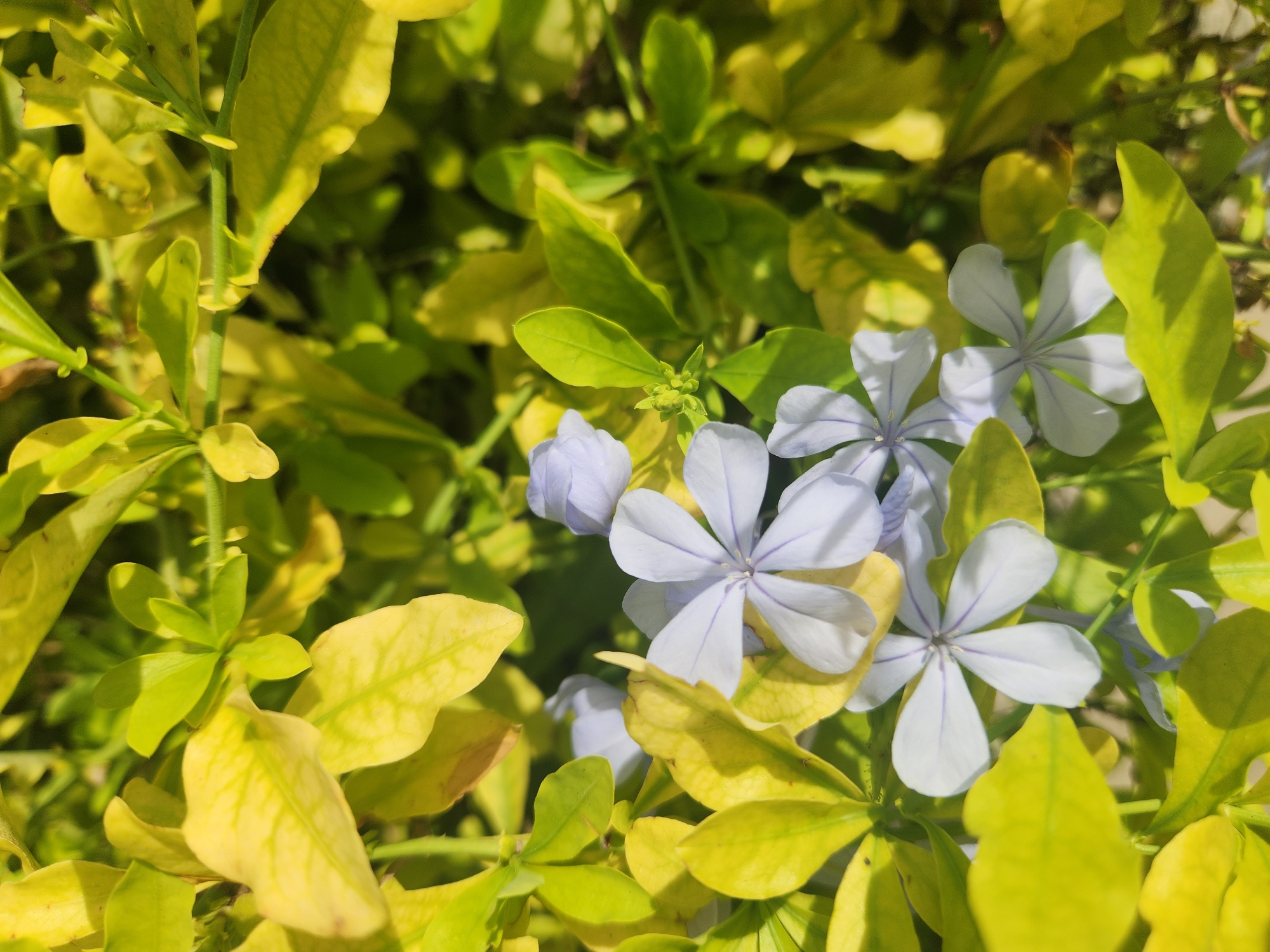A close-up, eye-level shot captures a cluster of pale blue and white flowers with purple veins, interspersed among bright yellow-green leaves. The blossoms, some in full bloom and others partially open, exhibit a delicate five-petal structure. The leaves, in various stages of turning from green to yellow, create a vibrant backdrop. The image is taken in Altamonte Springs, United States of America.