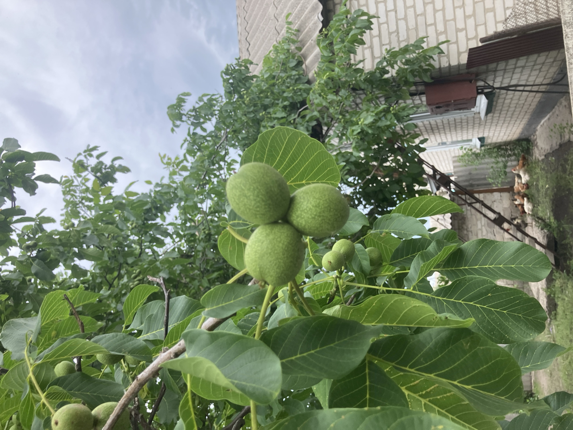 In the city of Vovkivka, Ukraine, an overcast sky looms above a close-up view of a walnut tree branch laden with unripe green walnuts. The leaves of the tree are a vibrant green, with visible veins. In the background, a white brick building with a grey, corrugated roof is partially visible. A metal ladder leans against the side of the building, and a cluster of chickens is gathered on the ground near the building's foundation. A rusty metal box is mounted on the exterior wall of the building.