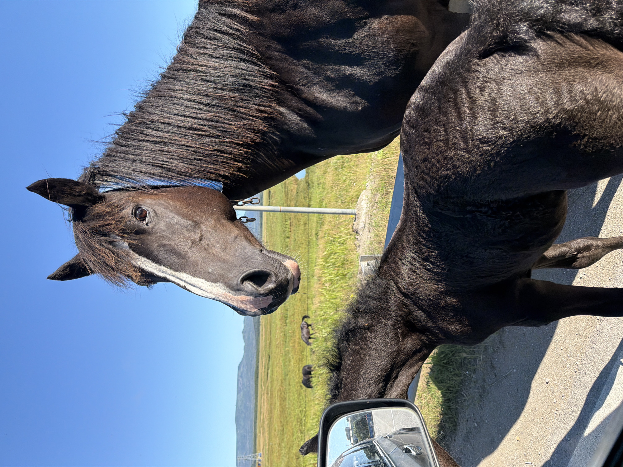 A dark brown horse with a white blaze on its forehead is standing in the foreground, looking towards a car. A dark brown foal is standing next to the horse, also looking towards the car. The car's side mirror is visible on the left side of the frame, reflecting a road and trees. In the background, there is a grassy field with other horses grazing. Mountains are visible in the distance, under a clear blue sky. The scene appears to be in a rural area. The image was taken in Yuzhno-Kurilsk, Russia.