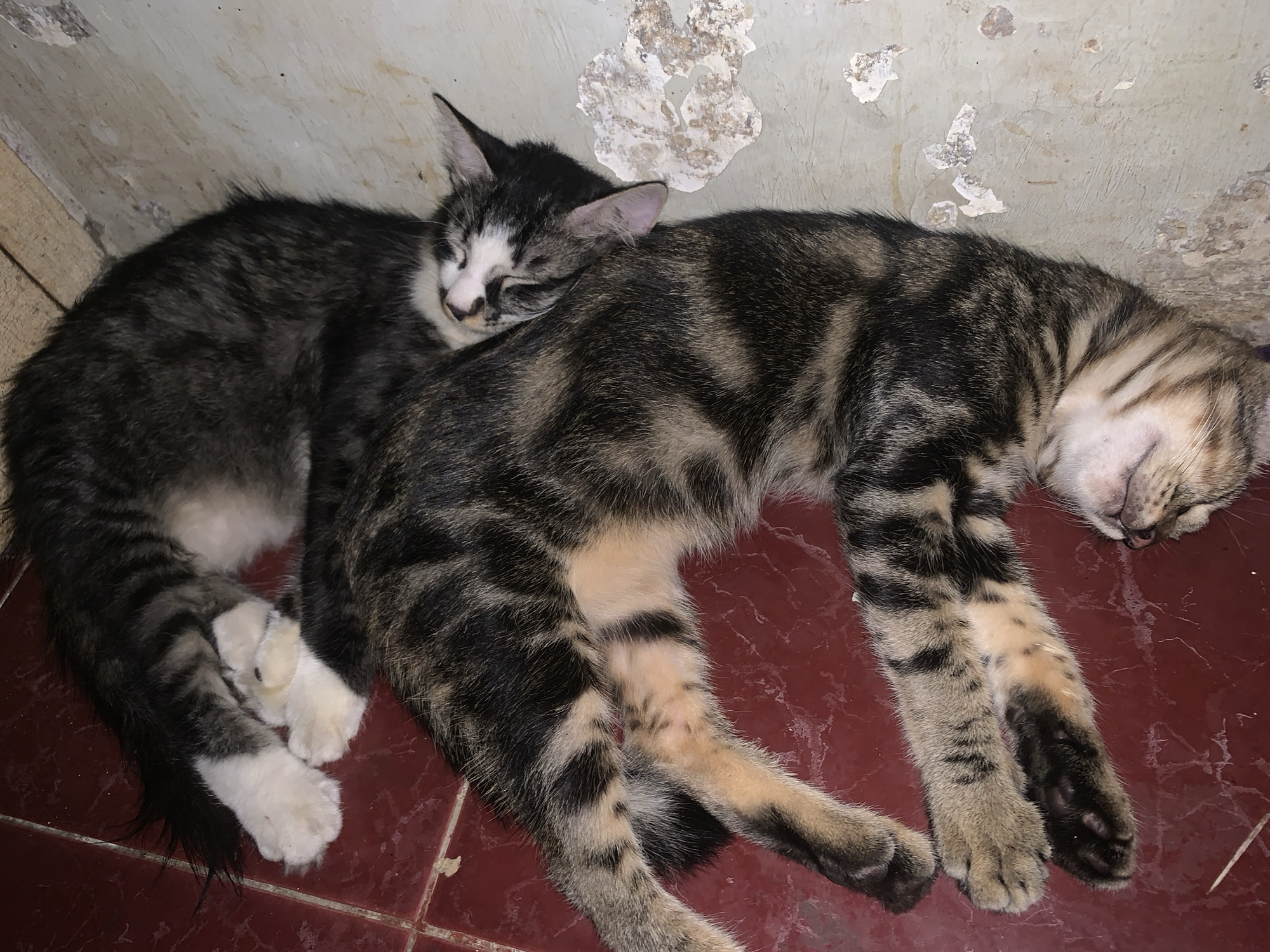 Two cats are sleeping on a maroon-tiled floor against a wall in Tamanbaru, Indonesia. The cat on the left is smaller and has a grey and white coat with white paws. Its head rests on the body of the other cat, which is larger and has a brown and black striped coat. The wall is painted a light color with peeling paint.