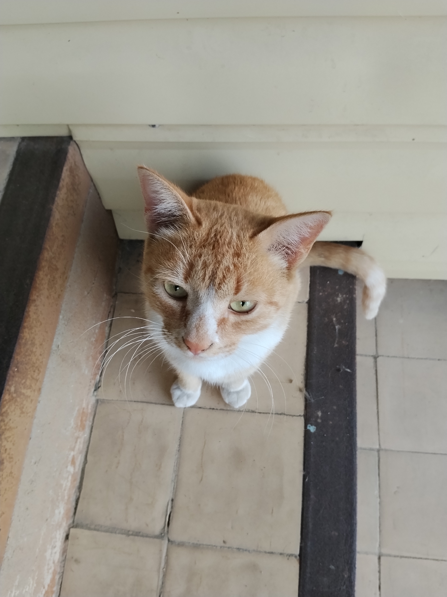 A ginger and white cat is looking up at the camera from a tiled floor. The cat is positioned in the center of the frame, with its front paws neatly tucked beneath it. Its green eyes are wide and attentive. The background consists of a light-colored wall and a dark strip running vertically. The lighting appears to be natural, casting subtle shadows. The overall setting suggests an outdoor or semi-outdoor space, possibly a porch or entryway. The image does not provide any specific landmarks or indicators that would allow for precise location identification within Kokshetau, Kazakhstan.
