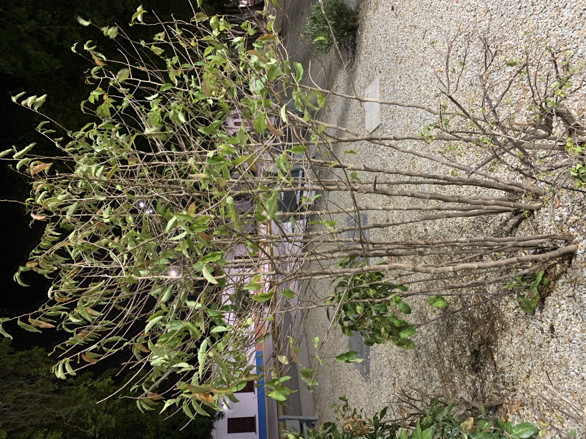 The image captures an outdoor nighttime scene, dominated by a large bush or shrub in the foreground. The plant features numerous slender, woody branches, many of which are bare, while others hold relatively sparse green leaves, some showing hints of yellow or brown discoloration.
The ground covering the visible area around the plant is composed of light-colored, finely crushed gravel. Artificial light illuminates the plant and the gravel, creating subtle shadows. In the background, dark foliage, likely trees, is visible against the night sky.
A partial view of a building can be seen in the middle ground to the left. It has a white wall, a prominent blue section, and dark brown rectangular window shutters. Other faint yellow and grey elements suggest architectural features or nearby street infrastructure.
The scene is static, depicting the plant and its surroundings at night. There are no people or animals, and no specific activity is occurring. No visible text is present. The location context for this scene is Santa Ana, Venezuela.