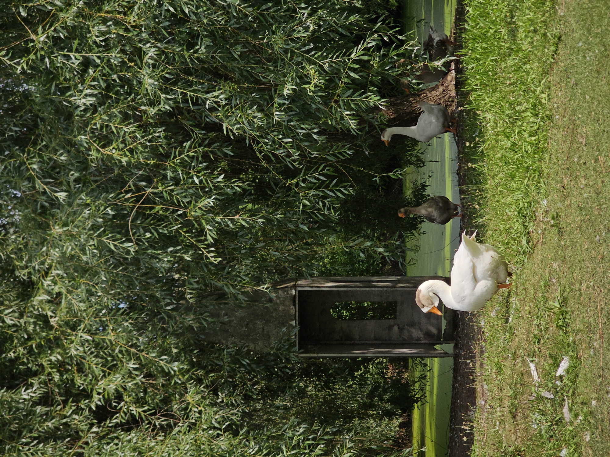 A group of geese are gathered near a pond beneath a large weeping willow tree. A weathered, wooden structure with an arched opening stands to the left of the scene, partially obscured by the tree's branches. The ground in the foreground is covered in green grass, with a few scattered white feathers. The pond itself is covered in a green algae-like substance. The overall scene evokes a sense of rural tranquility, possibly located in a natural setting within the city of Ulitkino, Russia.