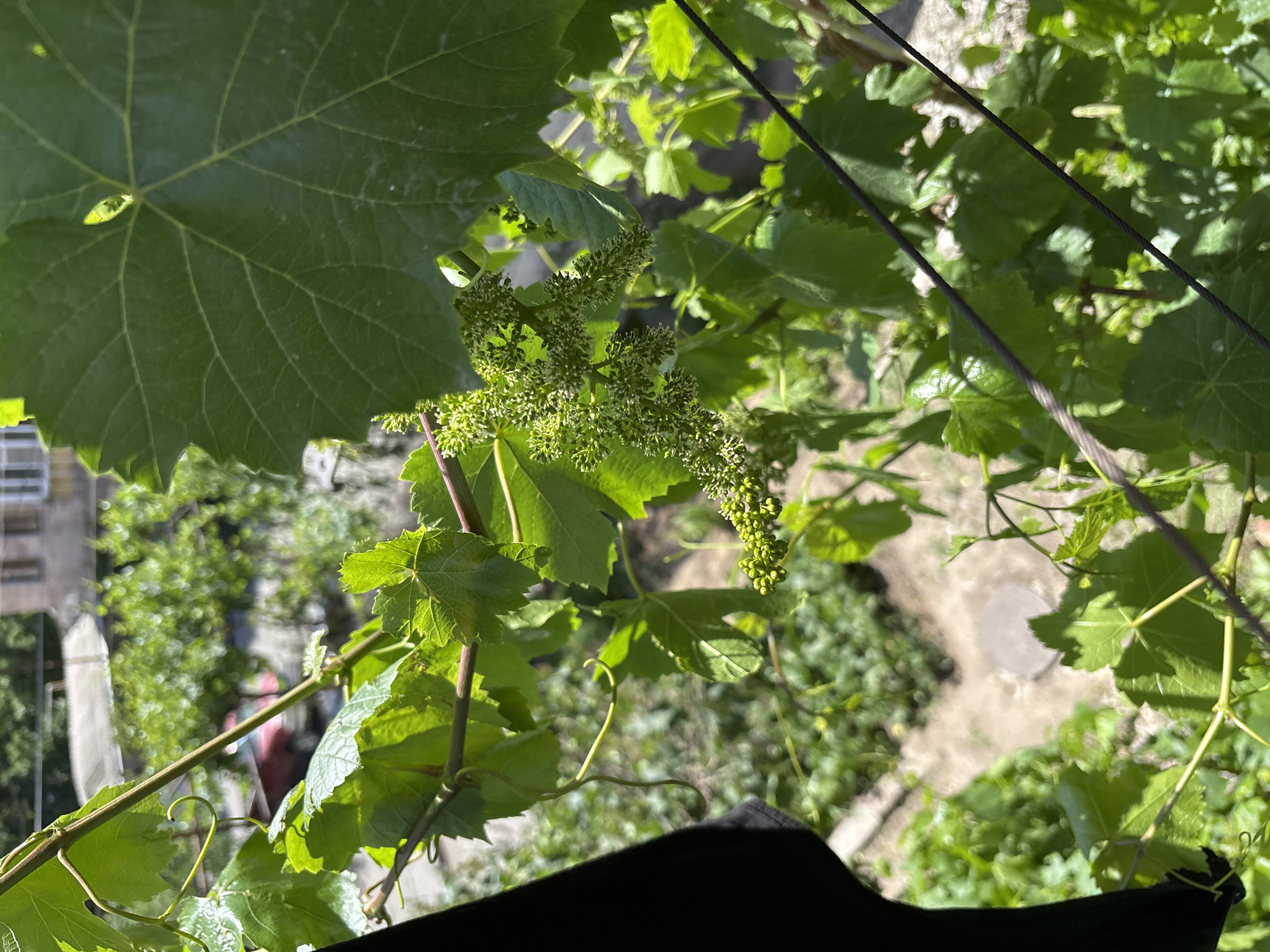 The image shows a close-up of a grapevine in an urban setting. The vine has large, green leaves and clusters of small, unripe grapes. Metal wires are visible, supporting the vine. In the background, a building is partially visible, as well as a view of the ground and some greenery. The location is likely Vagharshapat, Armenia, based on the prompt's instruction.
