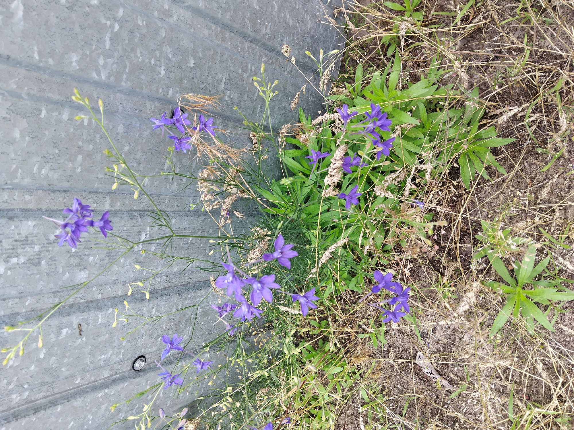 A cluster of wild purple flowers with thin green stems grows in front of a corrugated metal fence. The fence is gray and appears weathered. Some of the flowers are in full bloom, while others are still buds. There is dry grass and some green foliage surrounding the base of the flowers. The scene is set in an outdoor environment, possibly a neglected area within the city of Kyiv, Ukraine. The lighting suggests it is daytime. There are no people or animals visible in the image.
