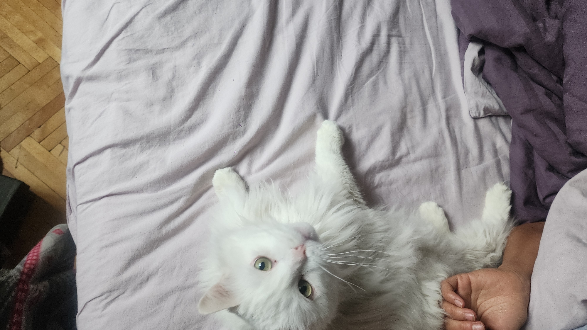 A medium shot captures a white, fluffy cat lying on a wrinkled, light purple bedsheet. The cat is positioned in the lower half of the frame, with its head near the bottom-center. Its eyes are open, and it appears to be looking up toward the camera. One of its paws is stretched out above its head, while the other is near the lower right corner, where a human hand is resting near the edge of the bed. In the upper right corner, there is a bundle of darker purple fabric, possibly a blanket or comforter. The background includes a glimpse of a wooden floor in the upper left and a dark-colored object partially visible in the lower left corner. The scene suggests a relaxed indoor setting. The location is unknown, but based on the prompt, it is claimed to be Moscow, Russia.