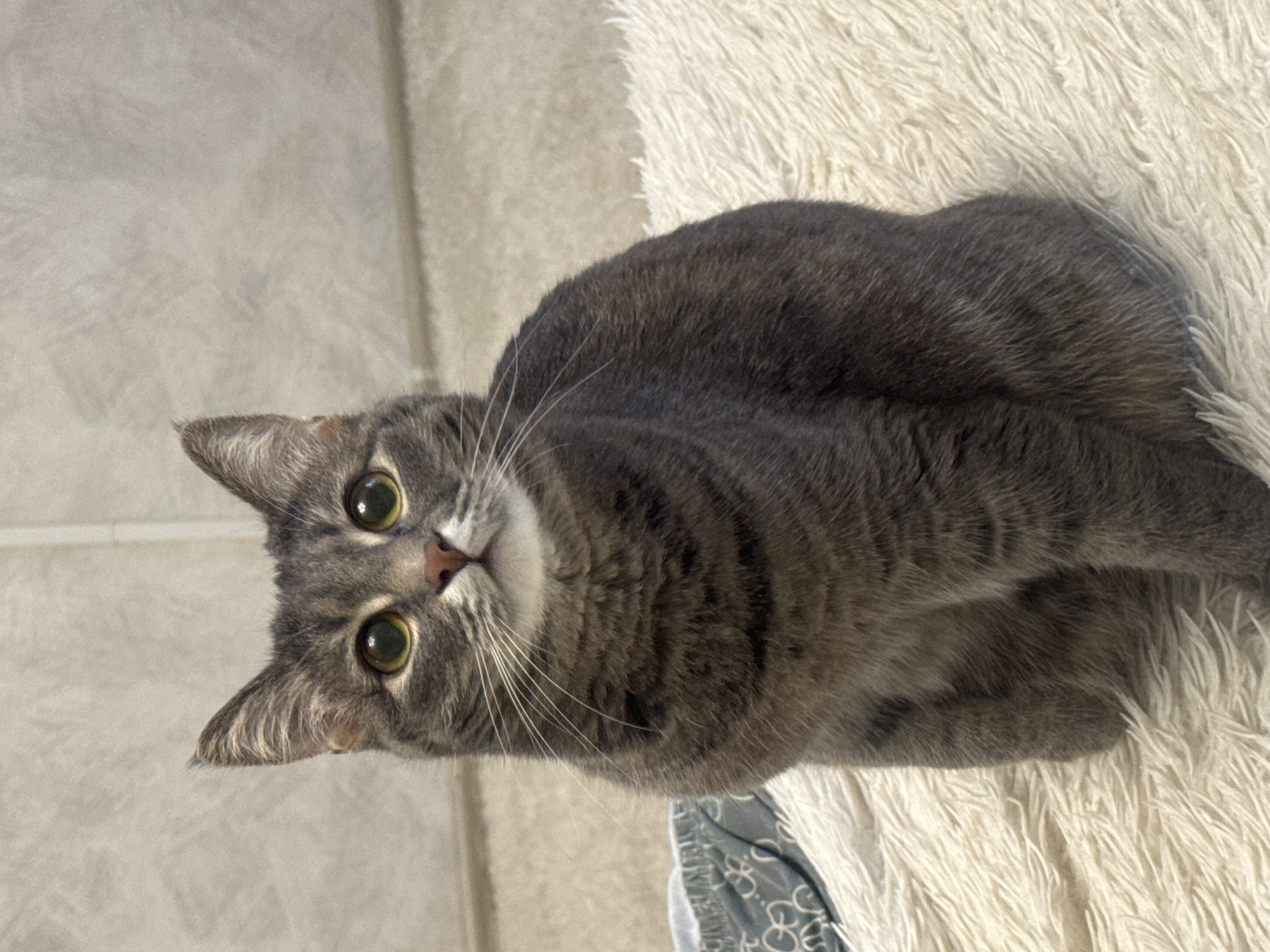 A gray tabby cat lies on a white shag rug. The cat is positioned in the upper right corner of the frame, with its head turned towards the camera in the upper left corner. The cat's eyes are open and alert. A patterned gray cloth is visible in the lower center of the frame. A light gray surface occupies the left side of the frame. The photo was not taken in Chaikovsky, Russia.