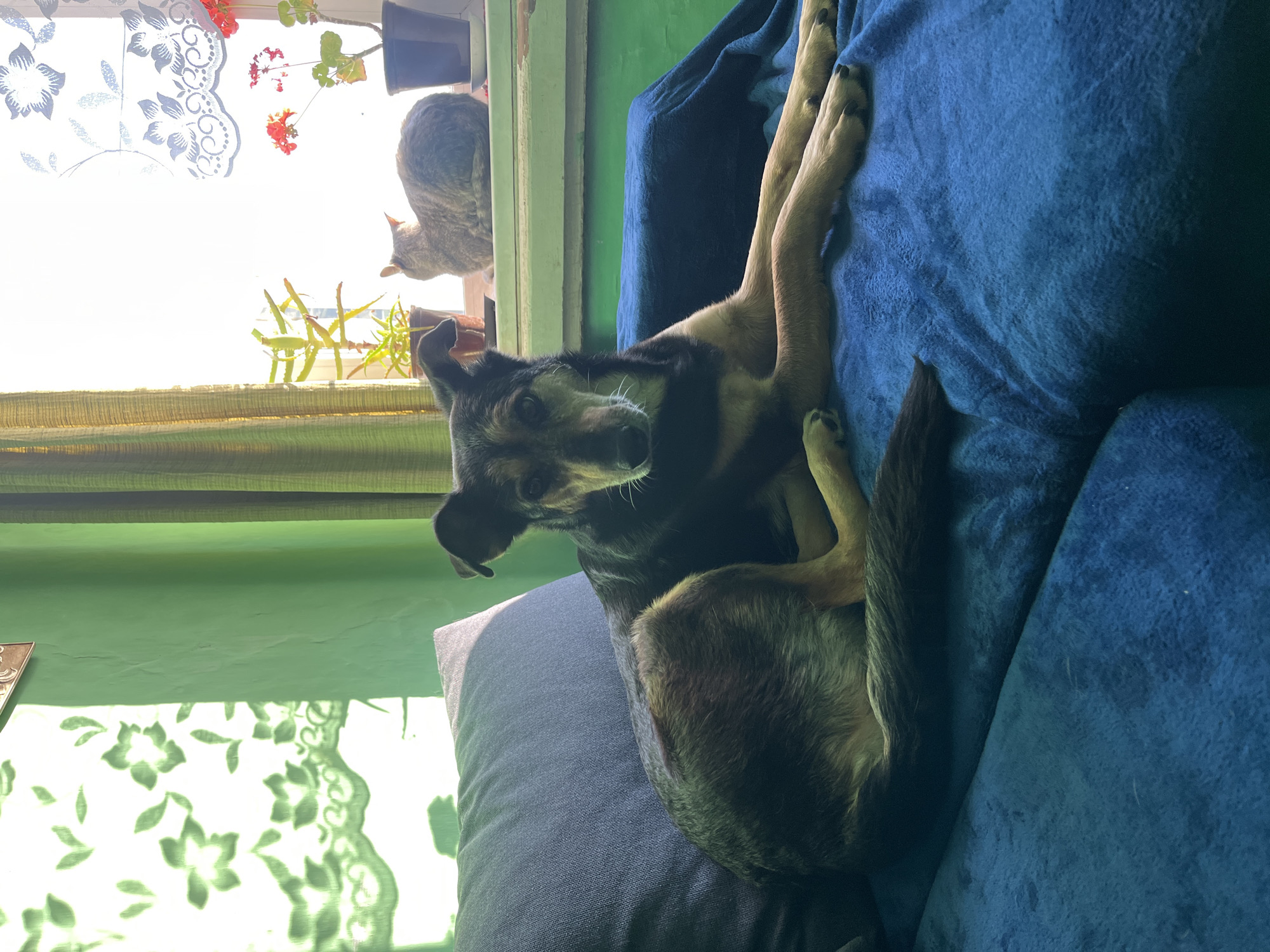 A medium shot depicts a dog lying on a blue couch, possibly indoors, in what may be a home environment. The dog is dark brown and black, with its legs extended upward along the couch. A cat is perched on a windowsill behind the couch, looking towards the outside. The window is adorned with plants and a lace curtain, with light streaming in. The walls are painted green. The location is not identifiable as Nizhny Tagil, Russia from this image.