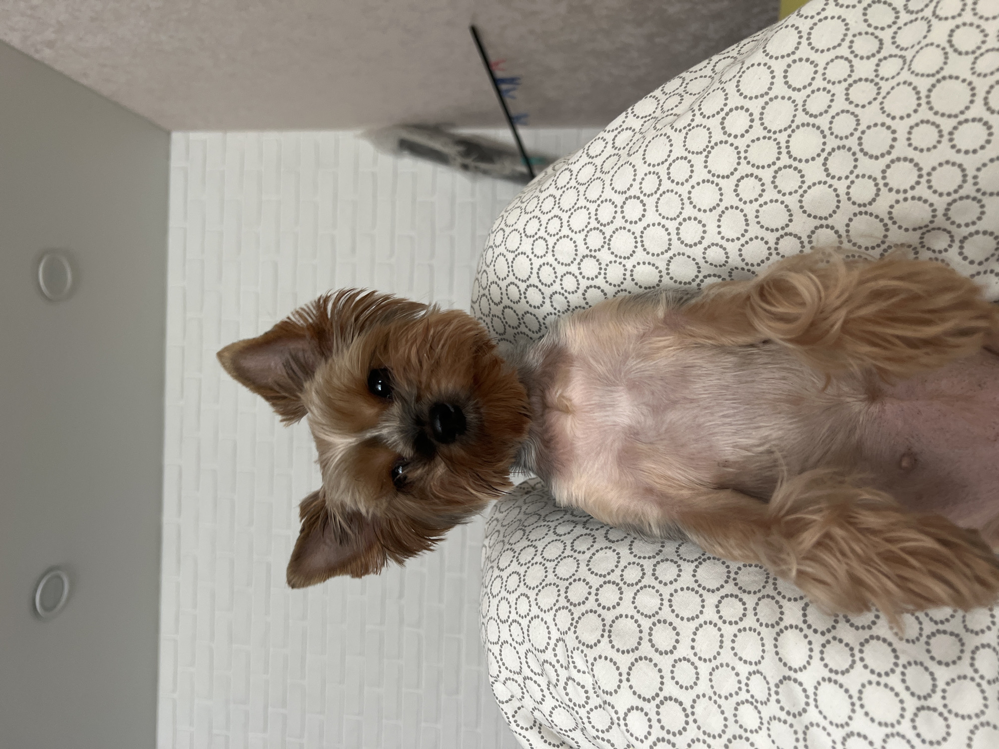 A small, light-brown Yorkshire Terrier lies on its back on a white pillow with a repeating gray circular pattern. The dog's head is oriented to the left of the frame. The background consists of a white wall with a subtle brick-like pattern. A dark, thin object is visible near the top of the frame, possibly a part of the ceiling fixture. The location is not specified but implied as being Chaikovsky, Russia, which isn't supported by any visible evidence.