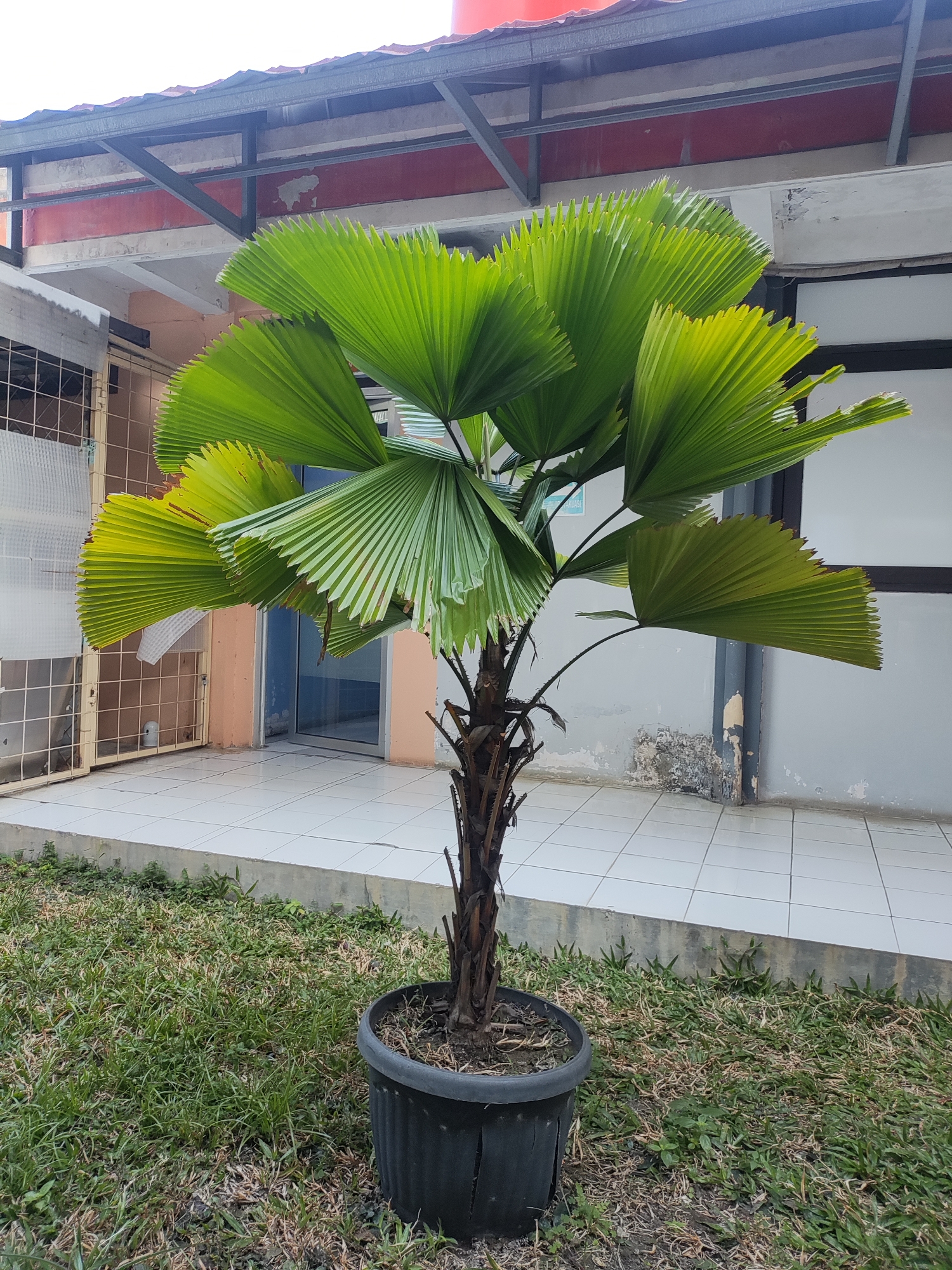 A potted Fan Palm tree stands in front of a building. The tree has a brown, fibrous trunk and large, bright green fan-shaped leaves. It is planted in a black plastic pot with a textured surface. The background consists of a tiled walkway and a building with light-colored walls and a gray, metal overhang. The building appears to be an outdoor structure or an entrance area. The environment is outdoors, with green grass surrounding the tiled area. The scene is devoid of people. This location appears to be in Cirebon, Indonesia, given the architectural style and vegetation common to the region.