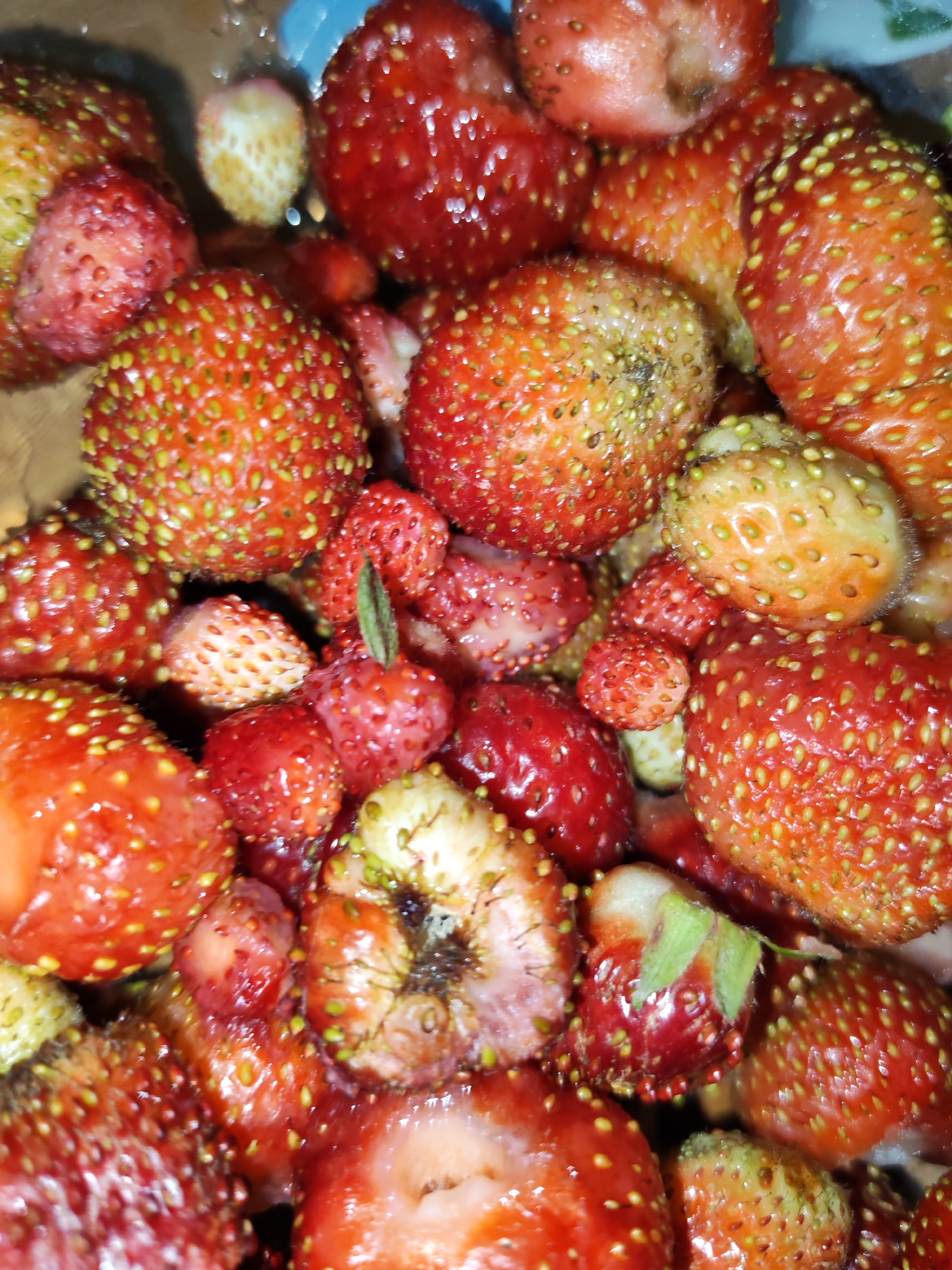 A close-up, overhead shot shows a jumbled pile of wild strawberries. The berries are mostly ripe, displaying vibrant shades of red and orange, with a scattering of paler, unripe ones. Their surfaces are dotted with numerous tiny seeds. Some berries are whole, while others appear to be cut or broken, revealing their flesh. The overall impression is one of fresh, natural produce. The specific location in Pervomaysky, Russia cannot be determined from the image.