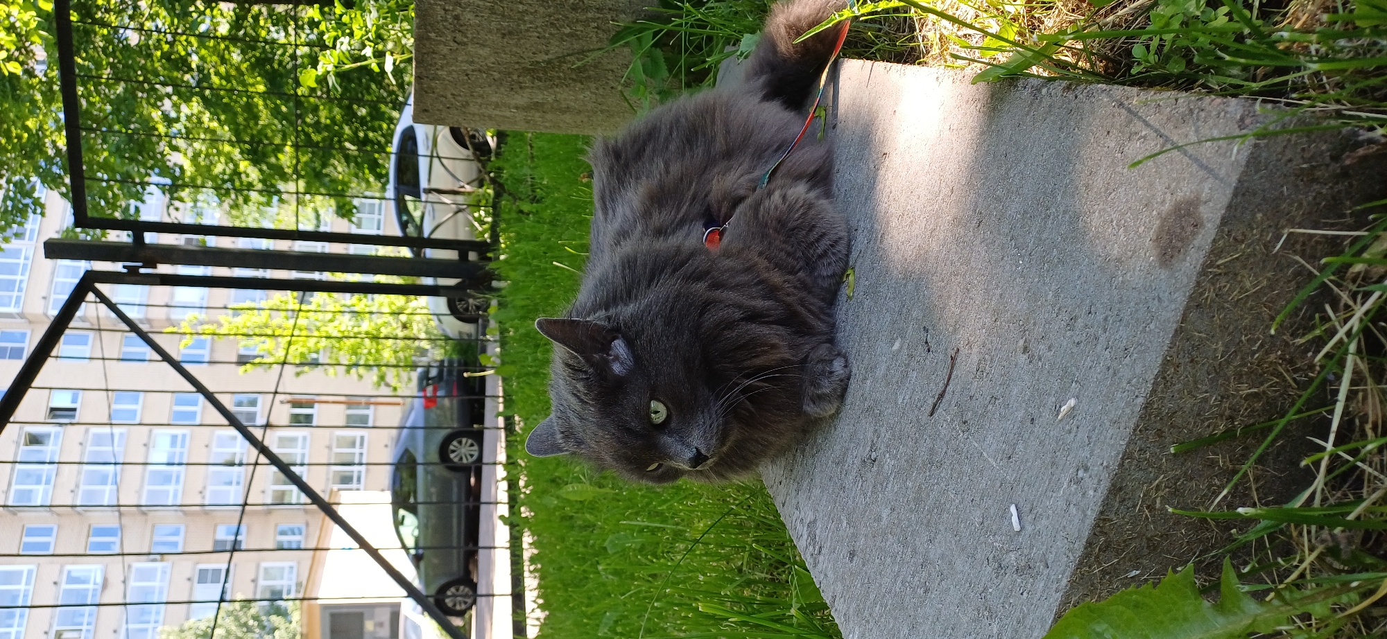 A fluffy grey cat with bright green eyes, wearing a red collar and a multi-colored leash, is the central subject of this outdoor photograph. The cat lies on a grey concrete surface, with its head slightly raised and turned towards the viewer, appearing calm and observant. Its long, dense fur is well-lit by direct sunlight, which also casts distinct shadows on the concrete slab.
Surrounding the concrete path and the cat is lush green grass, suggesting a well-maintained area. In the midground, a dark metal fence or gate stretches horizontally across the frame, partially covered by the vibrant green leaves of trees. Beyond the fence, in the background, a light-colored, multi-story apartment building with numerous windows is visible, indicating an urban or suburban setting. Several cars are parked behind the fence, including a white vehicle and a darker one.
The image captures a bright, sunny daytime scene. No discernible text is visible. The photograph depicts a domestic cat enjoying a supervised outdoor excursion in Saint Petersburg, Russia.