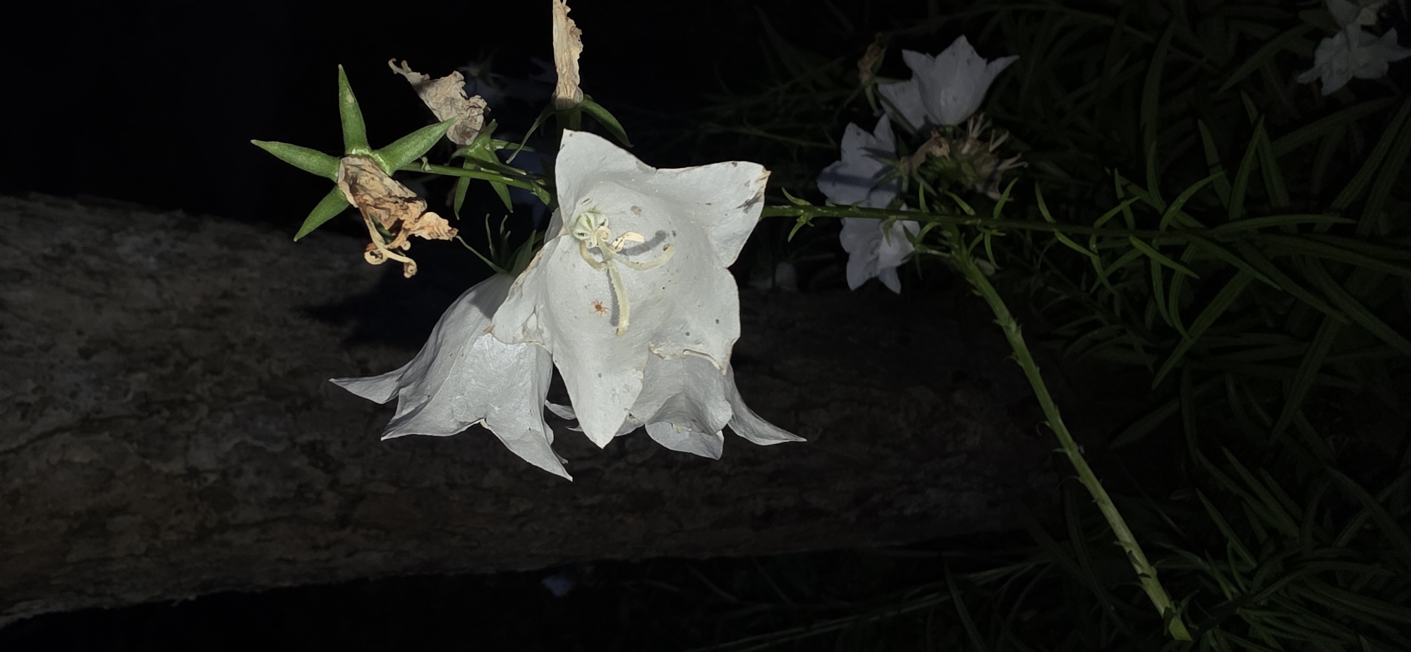 In the city of Elektrotekhnik SNT, Russia, a close-up, low-angle shot captures a white bellflower with delicate, translucent petals against a dark, out-of-focus background. The flower, illuminated by a light source presumably from the camera's flash, exhibits fine details such as a tiny orange spider on its surface and withered brown remnants of a previous bloom. A dark, textured tree trunk forms the left side of the frame, while dark green foliage and other white bellflowers with similar wilting features are visible in the background, suggesting a garden or natural setting at night or in low light conditions.