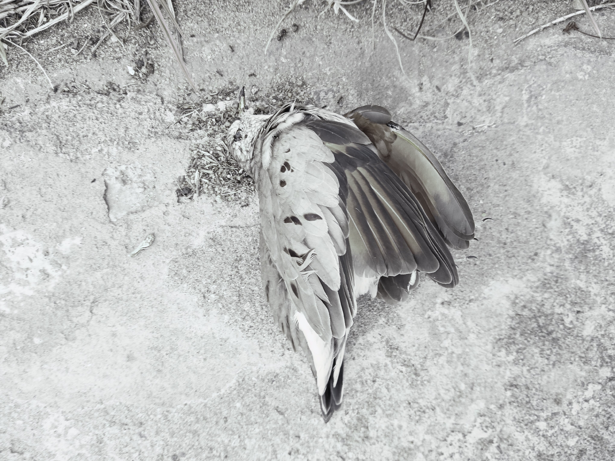 A dead bird, possibly a dove or pigeon, lies on a concrete surface. The bird's body is oriented with its head toward the upper left and tail toward the lower center of the frame. The wing extends out from the body to the right. The surrounding area appears to be a weathered, light-colored concrete surface. Some debris, possibly dried leaves or twigs, is visible near the head of the bird. The location is assumed to be Ciudad Guayana, Venezuela.