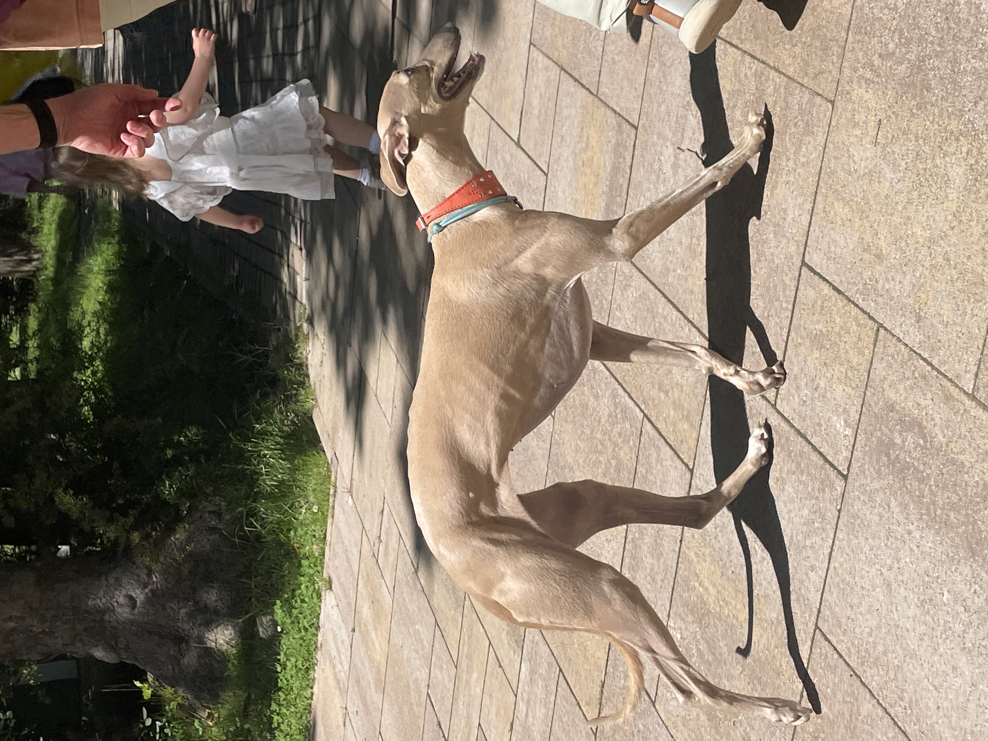 This outdoor photograph, set in Sochi, Russia, features a fawn-colored sighthound dog, a small child, and an adult's hand under bright sunlight. The main subject is the dog, likely a Greyhound or a similar breed, standing on a light-colored paved surface. The dog is positioned with its head lifted and mouth slightly open, appearing alert or engaged with something outside the frame to its left. It wears two collars: an orange one adorned with studs and a light blue one underneath.
The scene is bathed in strong, direct sunlight, evident from the distinct, elongated shadows cast by the dog and other elements on the pavement, suggesting a clear, sunny day, possibly around midday or early afternoon.
In the background, a small child, dressed in a white frock, is partially visible. An adult's left hand, wearing a dark watch or bracelet, reaches towards the child, indicating an interaction. Behind them, lush green grass, dense foliage, and the base of a large tree contribute to a natural, garden-like setting, likely a patio or yard. The overall impression is a casual outdoor moment. No text is visible in the image.