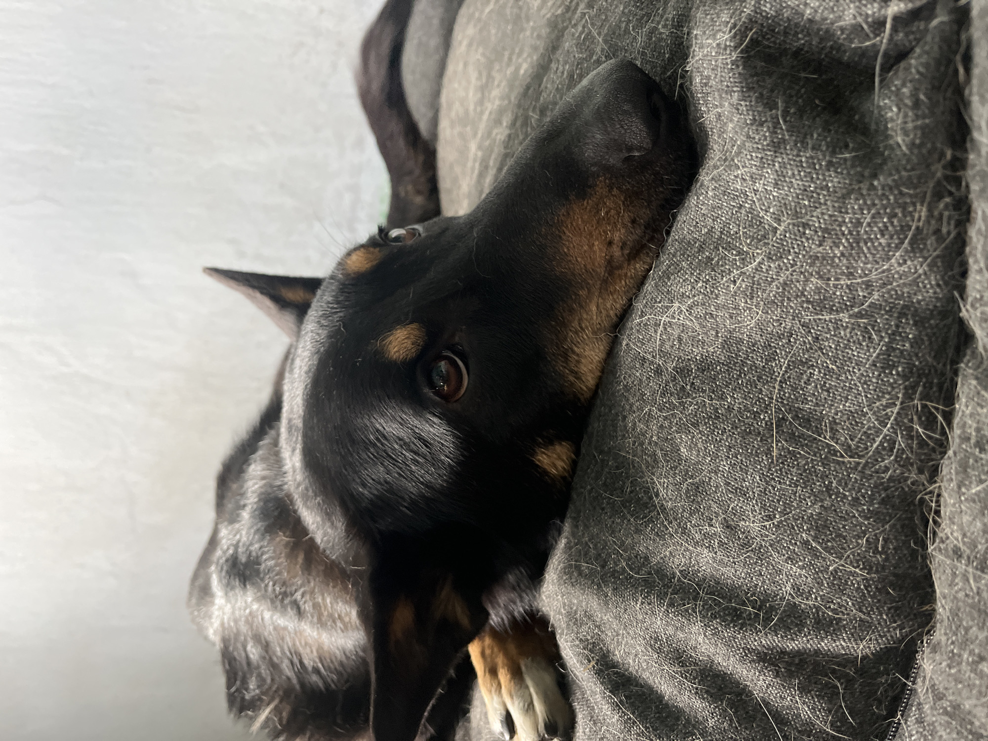 A black and tan dog is nestled into a gray blanket, with its head resting on the fabric. The dog's eyes are open, looking towards the camera with a slightly concerned expression. The image is taken at close range, focusing on the dog's face and the texture of the blanket. The lighting suggests it is daytime, possibly indoors with natural light coming from the side. The background is blurred, but appears to be a light-colored wall. The dog's fur is sleek and dark, with distinct tan markings around its eyes and muzzle. Its paws are visible, resting on the blanket. The overall scene evokes a sense of comfort and intimacy, as the dog appears to be seeking solace or companionship. There is no visible text in the image.