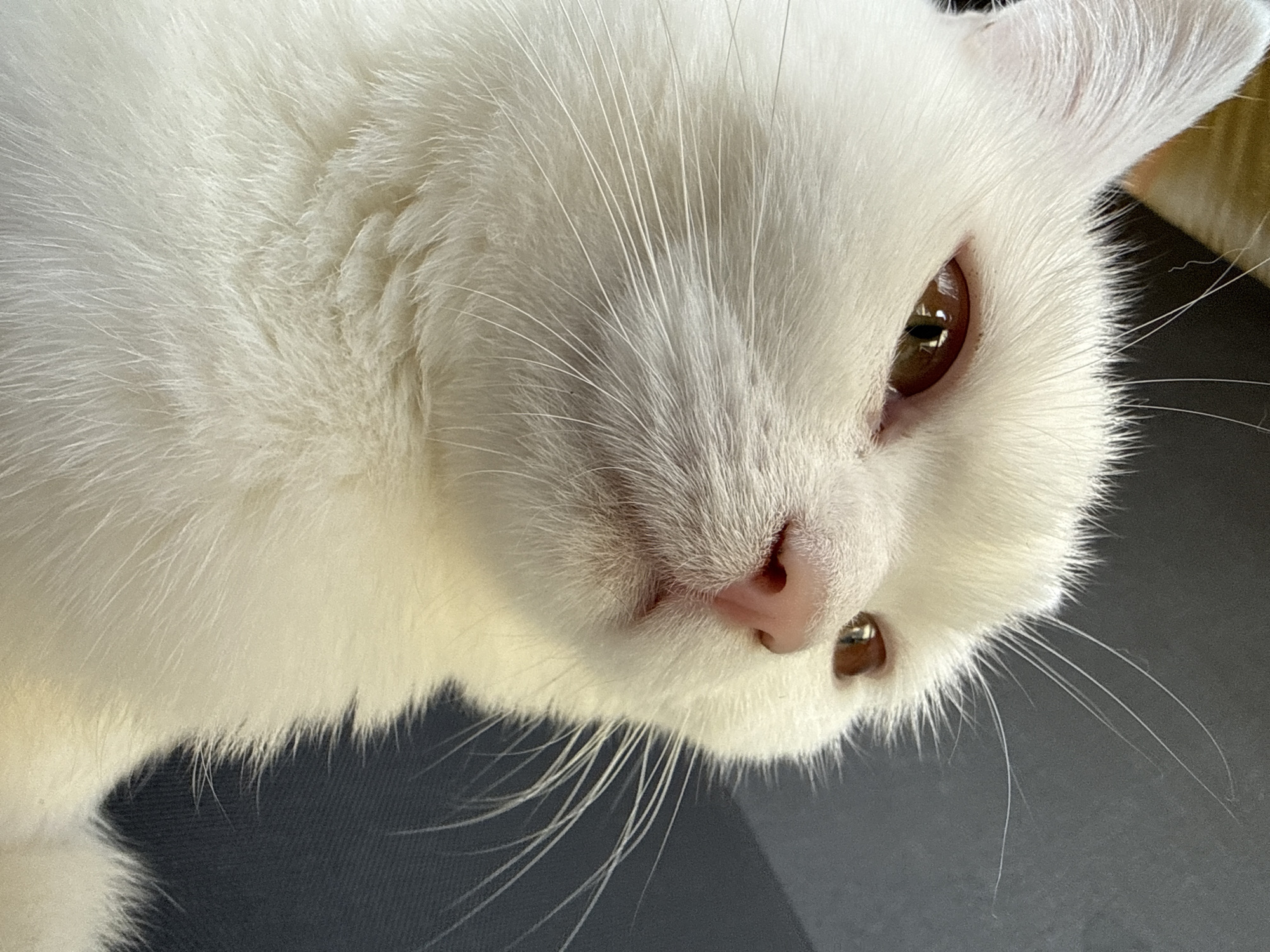 A close-up, high-angle shot captures the head of a white cat with golden eyes. The cat's fur is soft and fluffy, with long white whiskers fanning out from its muzzle. Its pink nose is slightly damp. The background is a dark, textured surface, possibly fabric. The lighting is soft, highlighting the textures of the cat's fur and the reflective quality of its eyes.