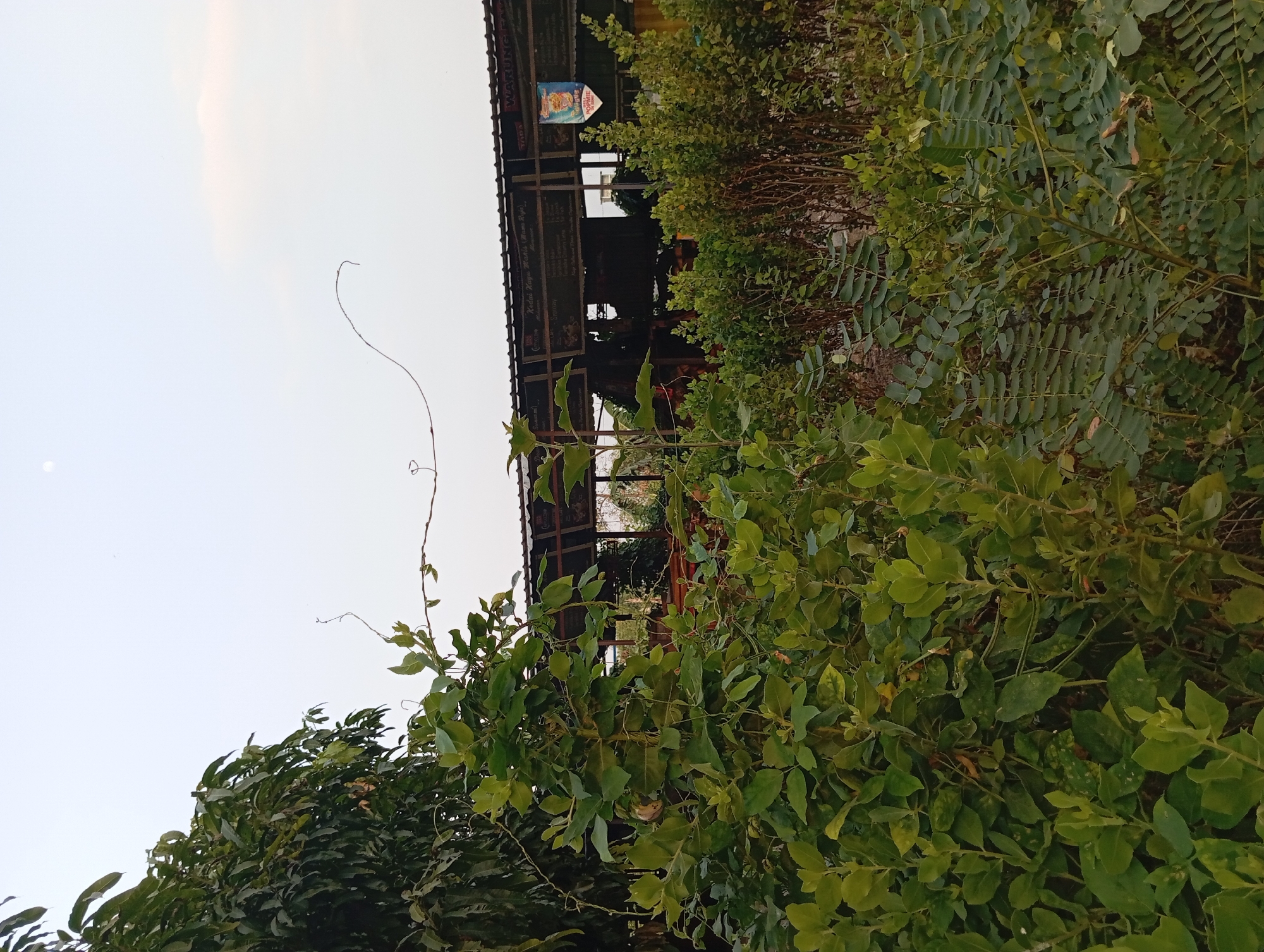 The image depicts an outdoor scene in Karang Jati, Indonesia. In the foreground, lush green foliage dominates, with various leafy plants and vines. A tall, leafy plant is prominently positioned in the left-center of the frame. Behind this vegetation, a covered structure, likely a warung or food stall, is visible. This structure has a dark, corrugated roof supported by posts and features a long, horizontal sign board with text and images. One of the signs is a banner with the word "WARUNG" at the top. The sky above is a pale, hazy blue with a faint, circular shape, possibly the moon, visible in the upper left quadrant. The environment appears to be a somewhat unkempt or natural setting adjacent to a commercial establishment.