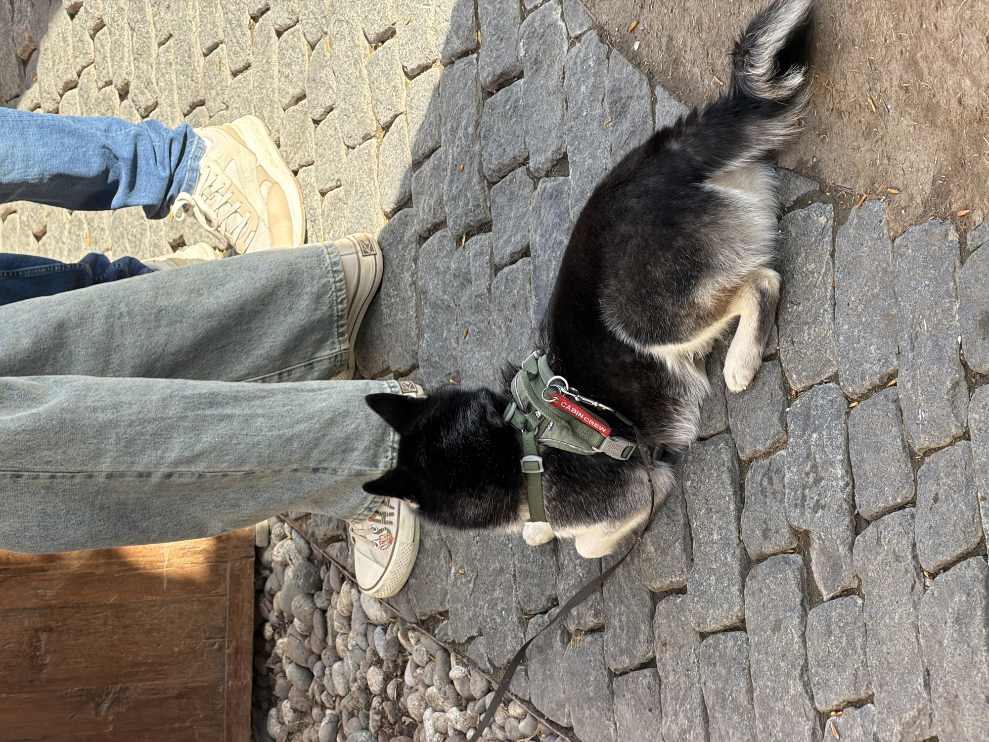 The image shows a person sitting on a wooden bench with their legs and feet visible, alongside a black and white dog lying on a cobblestone surface. The person is wearing blue jeans and two different styles of white sneakers. The dog has a green harness with a red tag that says "CABIN CREW". The surface is made of grey cobblestones that form a textured ground. There are also small pebbles visible near the wooden bench. The setting appears to be an outdoor urban environment. The scene does not provide sufficient information to definitively state its location is Moscow, Russia.