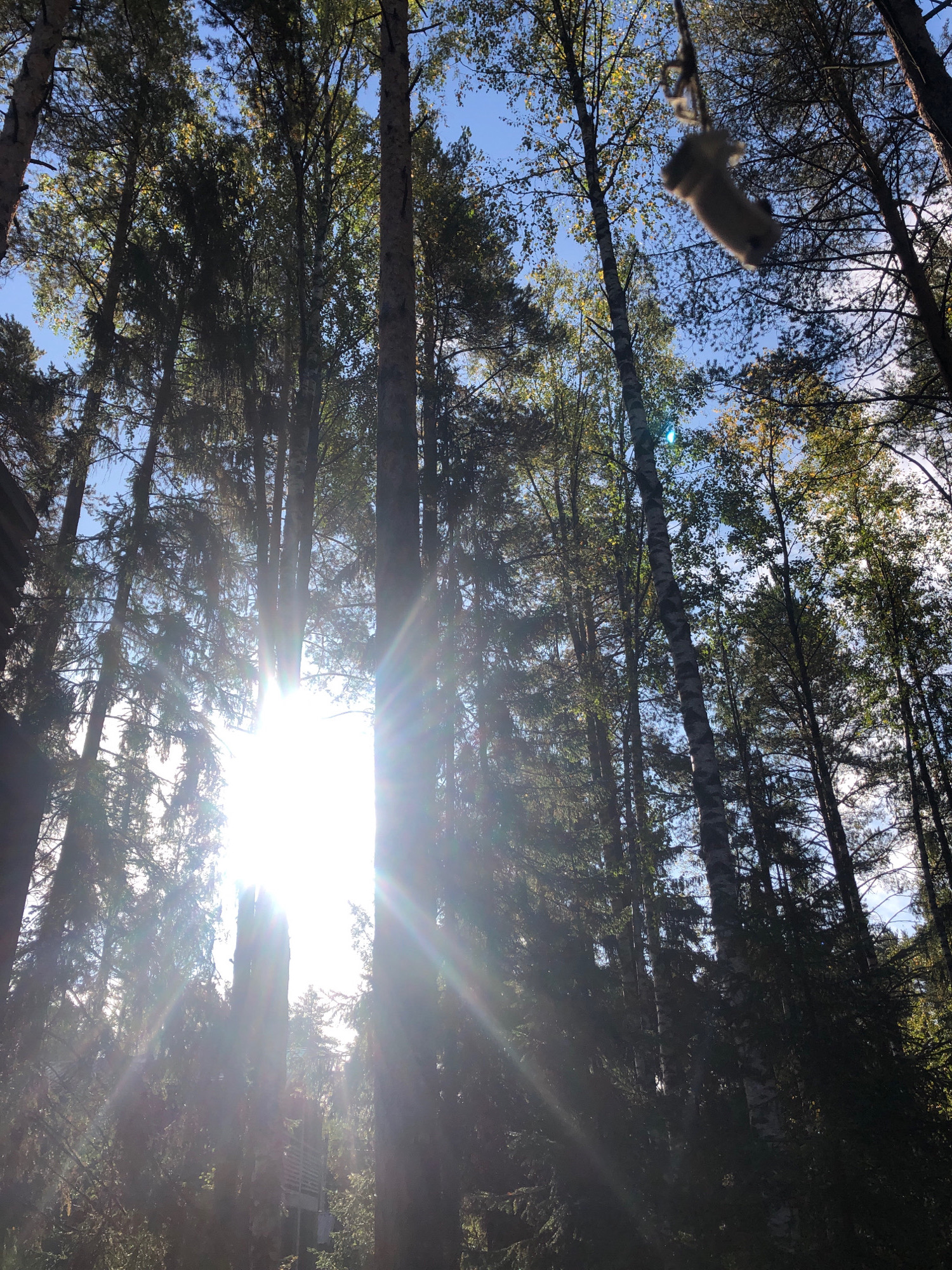 This is a low-angle, upward-facing shot of a forest with a bright sun shining through the canopy. The sun's rays create a lens flare effect, obscuring some details. Various trees, including tall pines and birches, dominate the frame. In the upper right quadrant, a stuffed animal, possibly a squirrel or rabbit, hangs from a rope suspended from a tree branch. The sky is visible between the leaves and branches, appearing blue with some scattered clouds. Part of a wooden structure, possibly a house or balcony, is faintly visible through the trees on the left side of the image. The scene depicts a natural outdoor environment. The location is specified as Arfa, Russia.