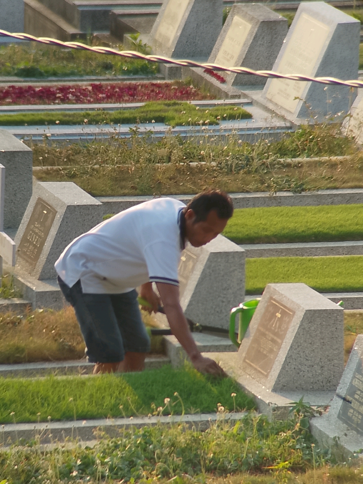 The image depicts a man in a white polo shirt and denim shorts tending to a grave site in a cemetery. The cemetery appears to be in Jember, Indonesia, suggested by the presence of tiered grave plots with concrete headstones, some of which feature inscribed plaques. The man is bent over, his hand reaching out to the grass at the foot of a grave marker. A green watering can is visible near another grave. The ground is covered with grass and some weeds, and a wire fence runs across the top portion of the image, partially obscuring the view of the grave plots behind it. The overall scene suggests a somber yet common activity of grave maintenance.