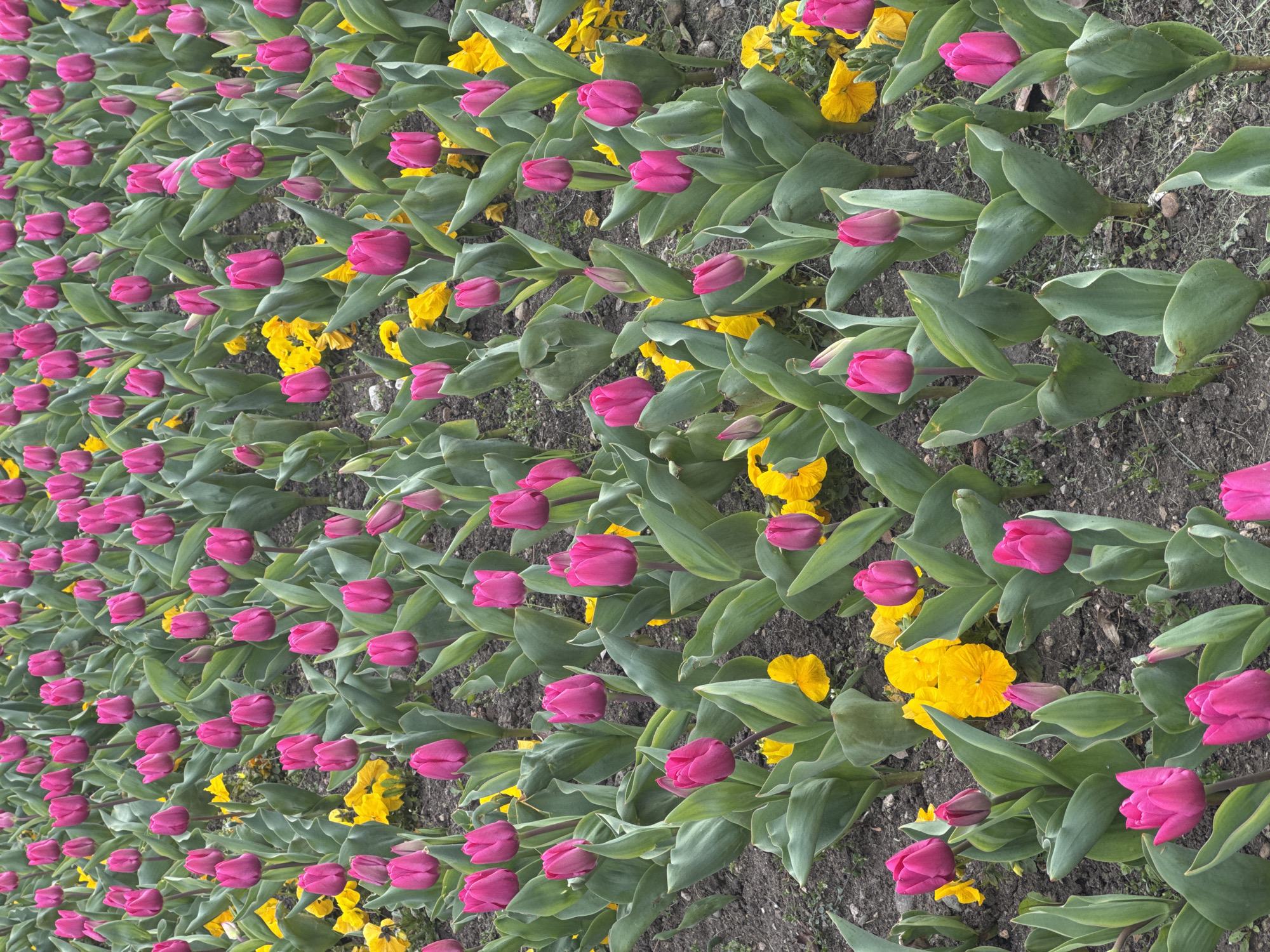 A field of pink tulips interspersed with yellow pansies is visible. The scene appears to be in a garden or park in Sofia, Bulgaria, where such floral displays are common. The image captures a dense arrangement of tulips, mostly closed buds, along with vibrant yellow pansies. The ground is visible between the plants, suggesting a cultivated garden bed. No people are present.