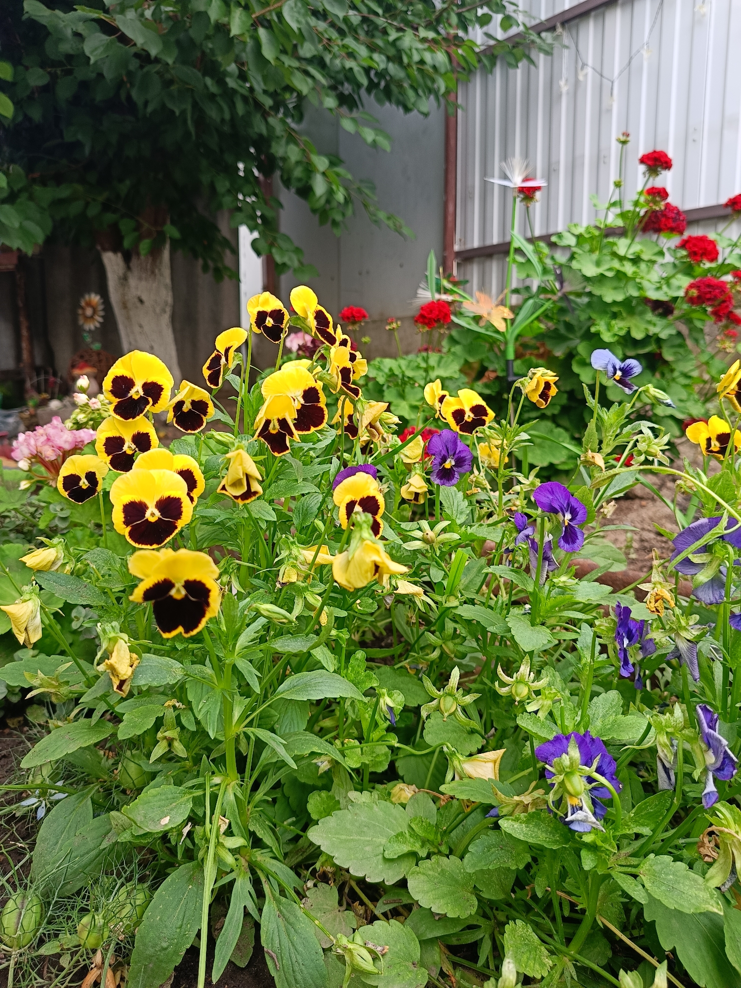 This is a medium-angle, eye-level, full-shot photograph taken in a garden setting, likely a private backyard in Kamyshin, Russia. The foreground is dominated by a dense cluster of flowering plants. Prominently featured are yellow pansies with dark brown centers and several purple and blue pansies scattered amongst them. The flowers are in various stages of bloom, with some fully open and others in bud. Lush green foliage forms the backdrop for the flowers. In the mid-ground, there is a hint of red geraniums. Behind the flowers and foliage, a light-colored, corrugated metal fence runs horizontally across the image. To the left of the frame, a tree with a white-painted trunk and green leaves is visible, with a portion of a darker structure, possibly a fence or shed, behind it. The ground is dark earth, with some dry leaves and twigs visible. The overall impression is of a vibrant and well-maintained garden on an overcast or shady day, given the diffused lighting and lack of harsh shadows. No people or animals are present in the frame.