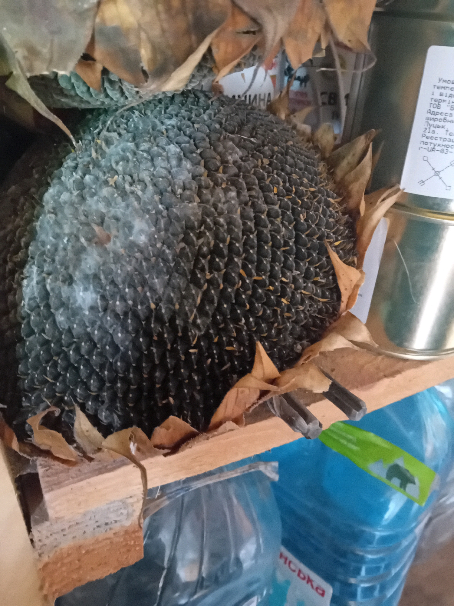 A close-up, slightly low-angle indoor shot captures a dried sunflower head in the foreground, its dark seeds clearly visible, interspersed with some dried brown petals. A portion of a metal can with a label, some wooden bracing, and clear plastic bottles containing blue liquid are visible in the background. The scene appears to be in Chuhuiv, Ukraine, suggested by the Ukrainian text on the label of the metal can, which includes "УМОВИ" (conditions), "ТОВ" (limited liability company), and "Виробник" (manufacturer). The lighting is somewhat dim, contributing to the muted color palette of the image.