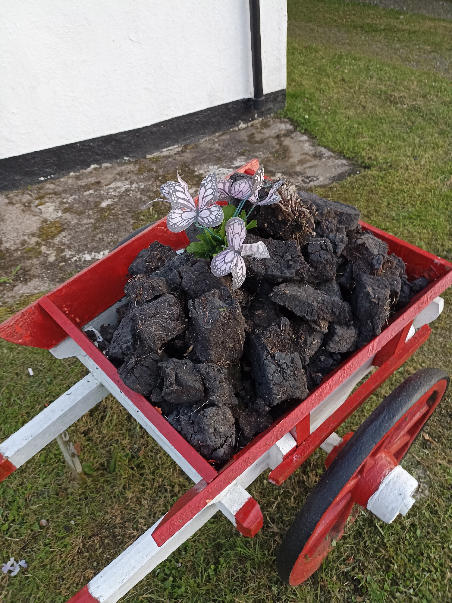 A decorative, red and white wooden wheelbarrow filled with dark peat chunks sits on a grassy area next to a white building with a dark trim. Several artificial butterflies, in shades of white and purple, are placed on top of the peat, appearing to emerge from a small green plant. The wheelbarrow has a red rimmed wheel with a black tire and is positioned outdoors, with green grass and a paved walkway visible. The scene appears to be located in Annagry, Ireland, likely a garden or entryway display.