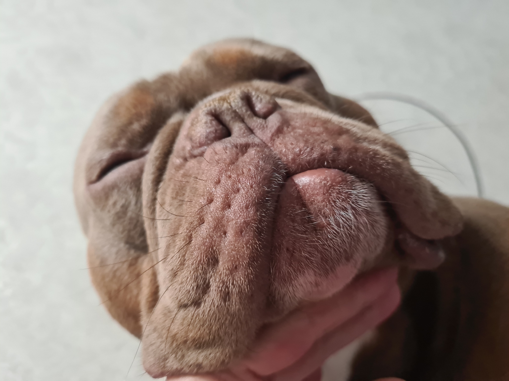 A close-up, overhead shot captures the face of a brown-colored dog, possibly a bulldog or similar breed with a wrinkled muzzle. The dog's nose is the focal point, appearing pinkish-brown with visible texture and some small bumps. Several whiskers extend from the muzzle area. A human hand, with a light skin tone, is gently supporting the dog's chin and lower jaw. The background is a plain, light-colored surface, possibly a wall or fabric, with a subtle texture. The lighting is soft and diffused, creating a gentle illumination of the dog's face and the supporting hand. The image is tightly cropped, emphasizing the details of the dog's facial features and the interaction with the hand.