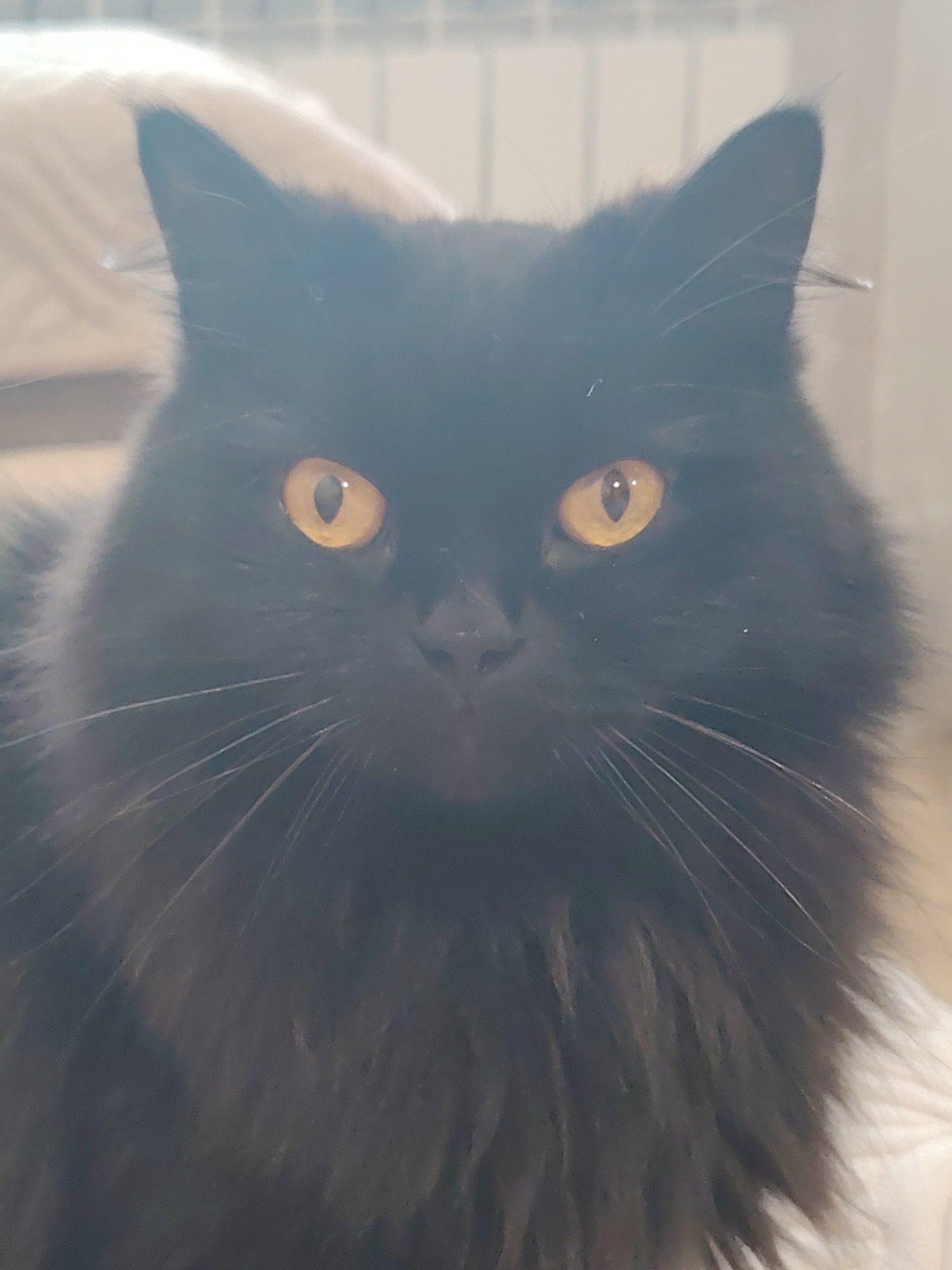A close-up, eye-level shot focuses on the face of a long-haired black cat. The cat's eyes, a striking amber color, are wide open and stare directly at the camera. Its fur is thick and appears soft, with some strands catching the light. Prominent white whiskers fan out from its muzzle. The background is softly blurred, suggesting an indoor environment, with vertical lines of what might be a radiator or blinds visible. The lighting is diffused, creating a gentle glow around the cat. The image is centered on the cat's face, emphasizing its features and intense gaze.