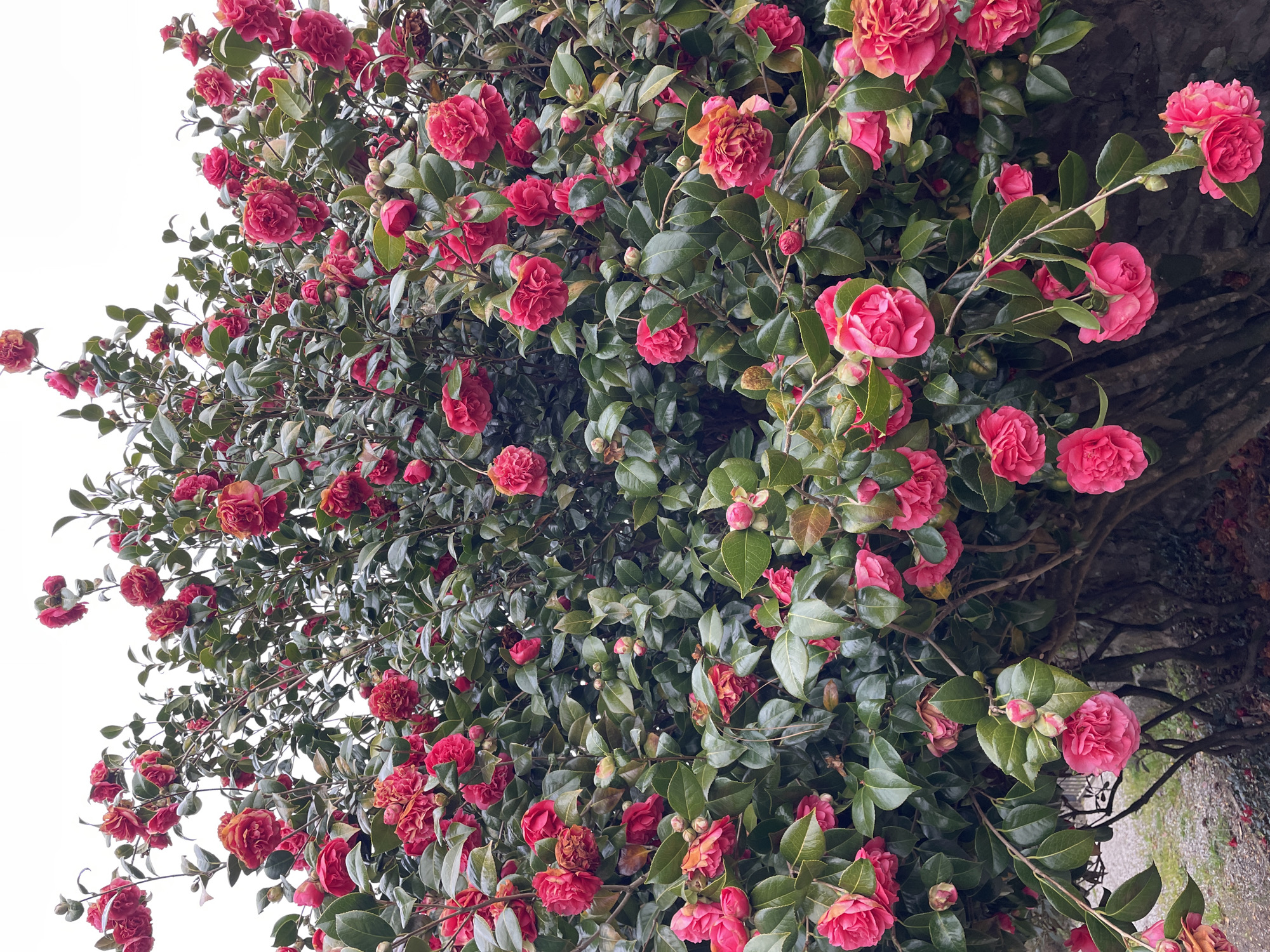 A dense cluster of pink camellias and green foliage dominates the frame, possibly in the city of Le Moustoir, France. The flowers are mostly in full bloom, with some buds visible. The background is partially obscured, with glimpses of branches and a white sky. The photo is taken from a low angle, looking up into the foliage.
