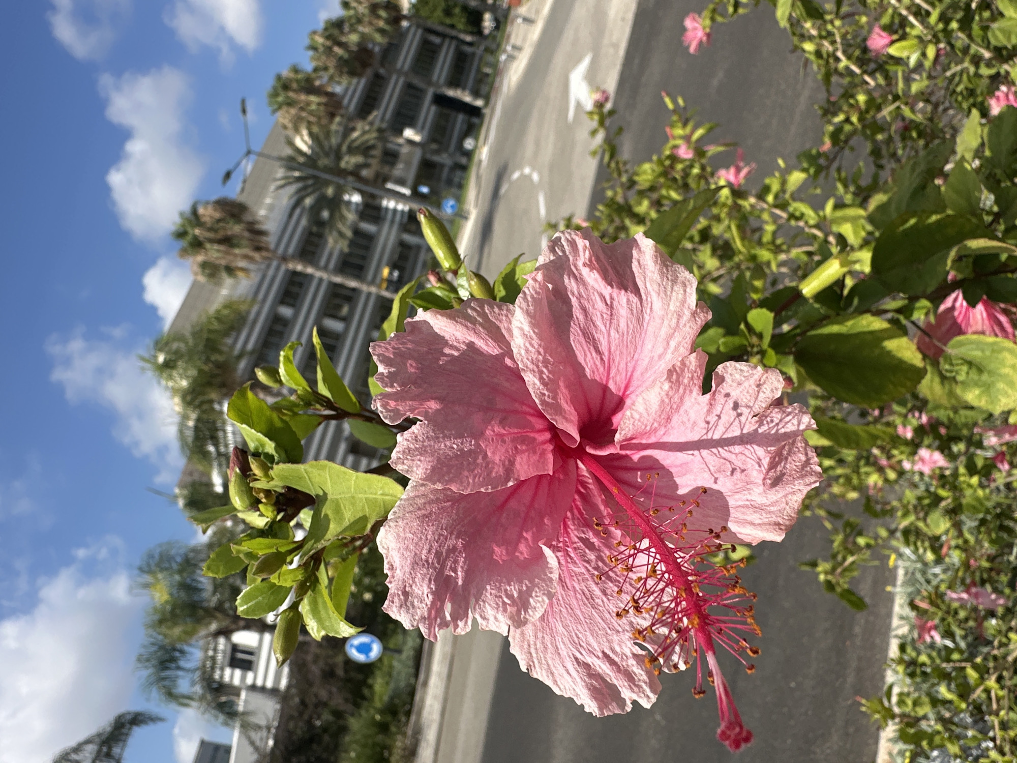 A large, pink hibiscus flower is in the foreground, its delicate petals slightly curled and showing visible texture. The flower's stamen extends prominently, tipped with orange pollen. Behind the flower, a blurred urban landscape unfolds under a bright blue sky dotted with fluffy white clouds. Palm trees line a street that curves away into the distance. In the background, a modern, multi-story building with a horizontal striped facade stands alongside the street. Traffic signs are visible, including a blue circular sign with a white arrow indicating a roundabout. The scene appears to be on a sunny day in Haifa, Israel, likely in an area with commercial or administrative buildings and well-maintained landscaping.