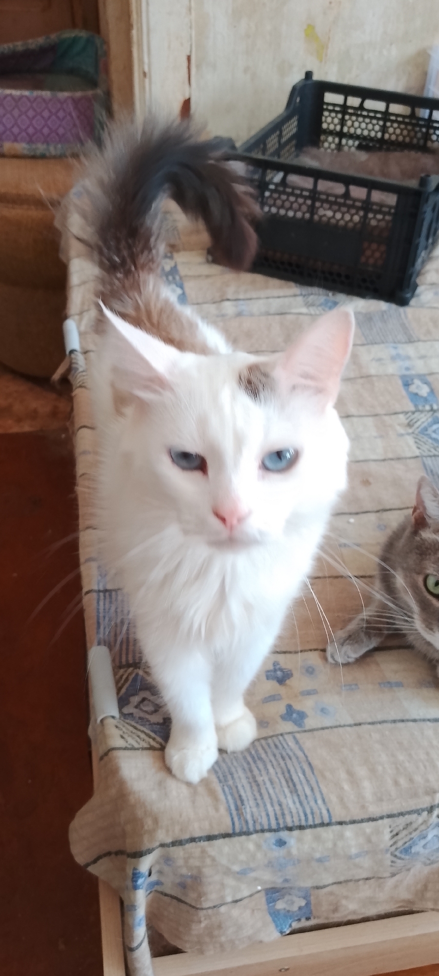 This is a photograph of two cats in an indoor setting, likely a home. The foreground is dominated by a white cat with striking blue eyes and a fluffy tail. The cat is looking directly at the camera with a slightly tilted head. A patch of brown fur is visible on its forehead. The cat is standing on a surface covered with a patterned fabric, possibly a blanket or tablecloth, with a blue and beige design. To the right of the white cat, the face of a grey tabby cat is visible, with green eyes looking to the left. The background is out of focus but appears to show a wooden surface and a black plastic crate. The overall impression is of a domestic scene. There is no identifiable information about the location in Belgorod, Russia, present in the image.