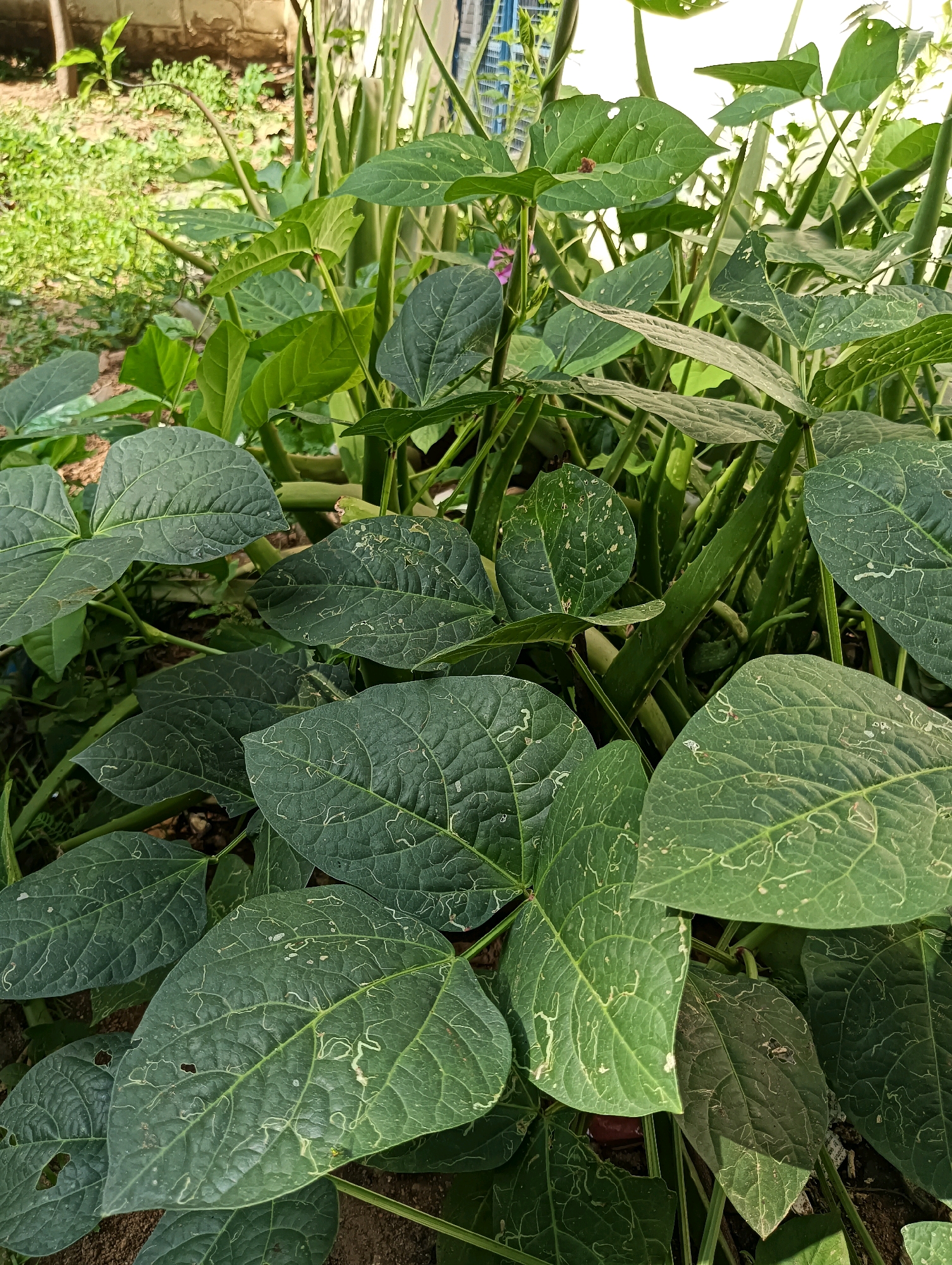 The image depicts a close-up view of lush green bean plants with large, veined leaves. Some leaves show signs of damage, with small holes and pale, winding trails, likely from insect activity. Interspersed among the bean plants are the spiky, green leaves of an aloe vera plant. The background is blurred, showing hints of soil, other greenery, and a light-colored wall with a building structure beyond it. The lighting suggests it is daytime, with sunlight casting shadows and highlighting the textures of the leaves. This scene appears to be a garden or a small agricultural patch, possibly located in a residential or semi-urban area of Hosapete, India.