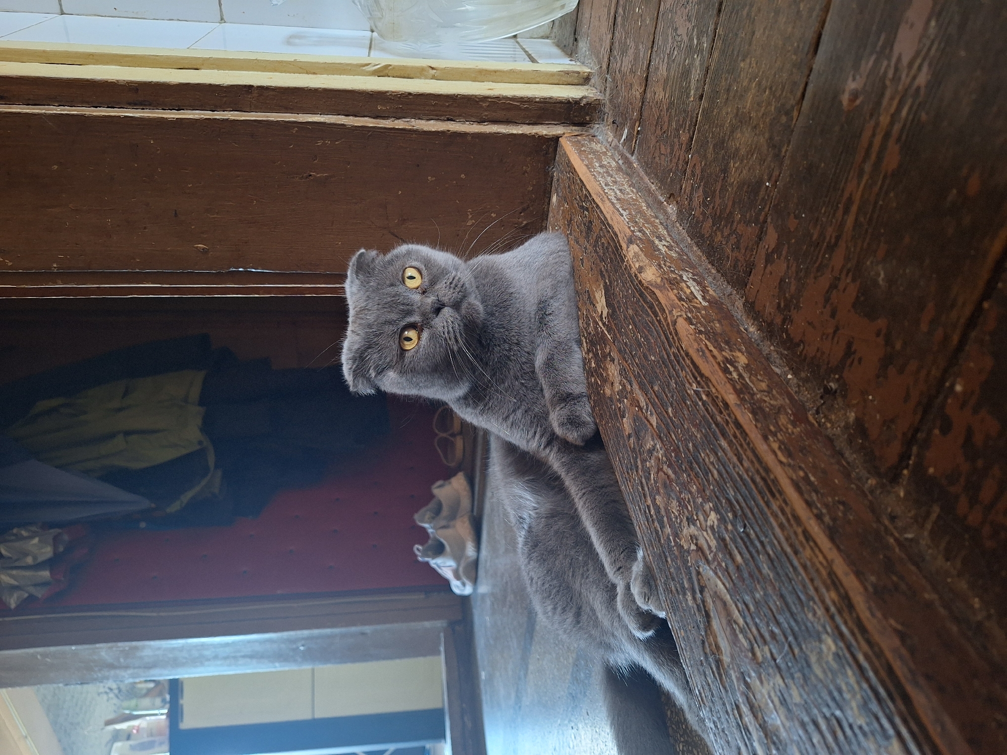 A grey Scottish Fold cat with yellow eyes is lying on a wooden floor, resting its front paws on a wooden threshold. The cat is facing the camera, looking directly at the viewer. In the background, a doorway leads into a room with red walls and some hanging clothing. To the right of the cat, a wooden door frame is visible, and further to the right, a portion of a white tiled wall and a clear plastic container can be seen. The floor is made of wide, aged wooden planks with visible wear and tear. The lighting suggests an indoor setting, possibly a residential interior in Lovech, Bulgaria.