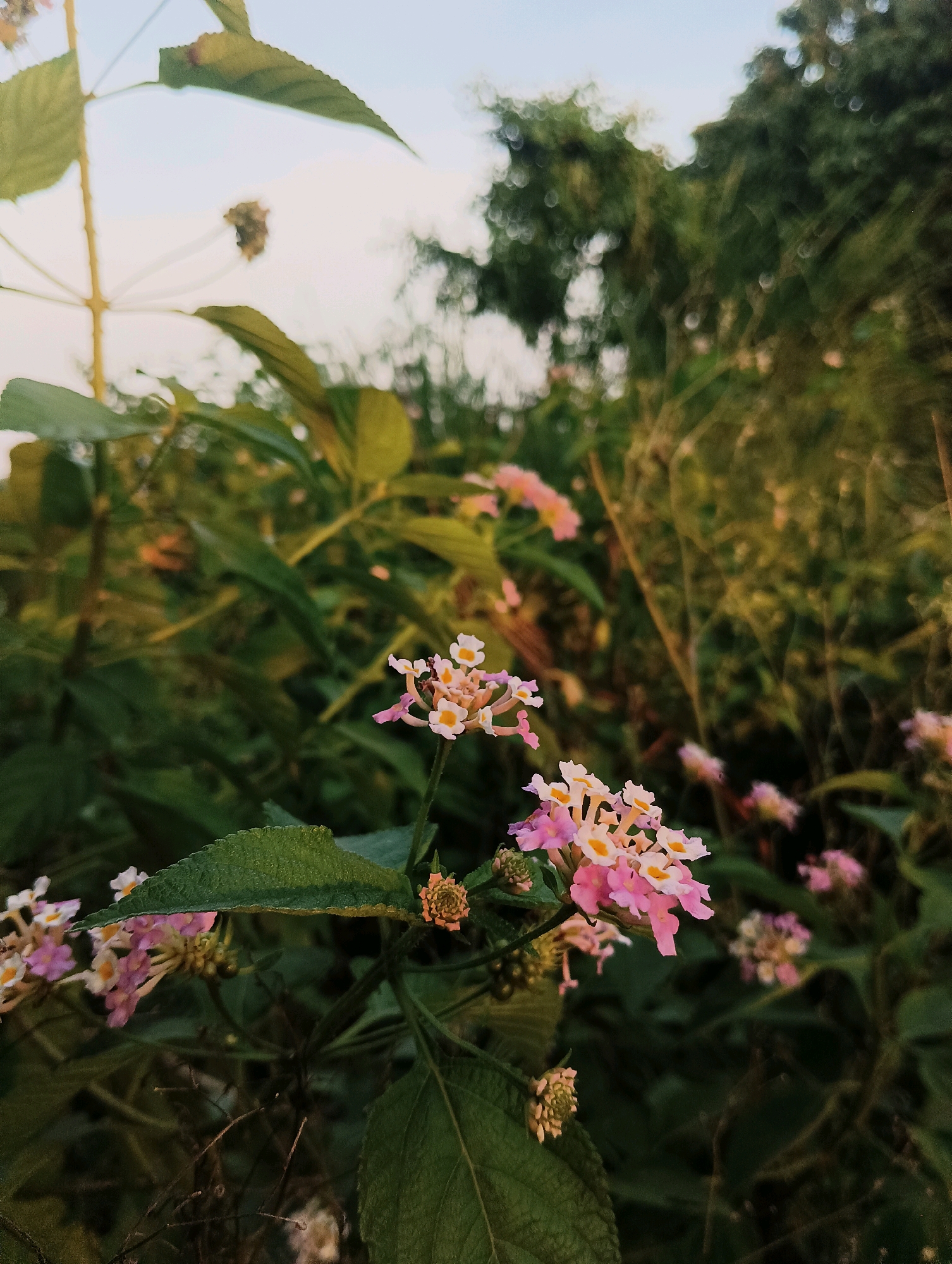 In the city of Tilkar, India, a close-up shot focuses on a cluster of small, pink and white flowers with yellow centers, growing on a green stalk. The flowers are clustered together, with some appearing fully bloomed and others in bud. Surrounding the flowers are large, dark green leaves, some of which are slightly blurred. In the background, the scene is a dense thicket of foliage, with the shapes of trees and other plants visible, rendered soft and out-of-focus. The sky above is a pale, hazy blue, with a hint of clouds. The overall impression is of a natural, outdoor setting, likely a garden or wild vegetation, captured in soft, natural light.