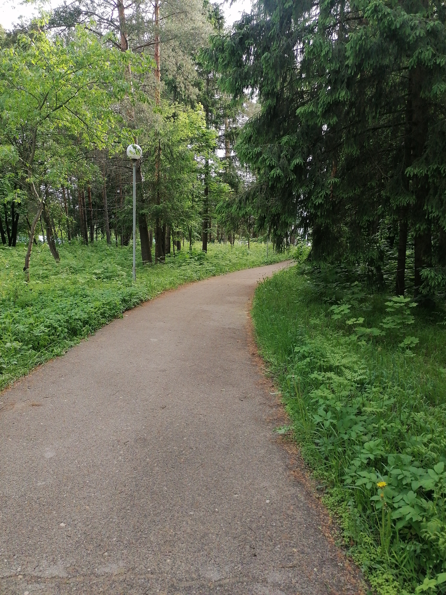 The image shows a paved pathway curving through a wooded area. The path appears to be well-maintained. The woods consist of various trees, including evergreens and deciduous trees, with dense green undergrowth along the path's edges. A street lamp is visible on the left side of the path, indicating this is likely a park or public area. The scene lacks people. The location appears to be in a city, but its specific name or the state/country where it is located is unknown. The environment is green and lush, suggesting a temperate climate and a well-watered area.