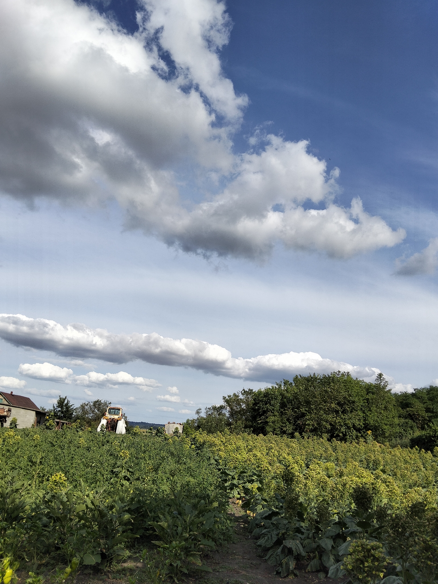 An outdoor, eye-level, full-shot photograph captures a field of lush green crops under a partly cloudy blue sky. The crops, predominantly tall with large leaves and clusters of small yellow flowers, dominate the foreground and mid-ground, with a dirt path winding through them. In the background, a rustic, older house with a brown roof is visible on the left, adjacent to a stand of trees. A piece of agricultural machinery, possibly a tractor or harvester, appears in white coverings behind the crops and near the house. A dense line of trees forms the background horizon on the right. The image was taken in Ustyvytsia, Ukraine.