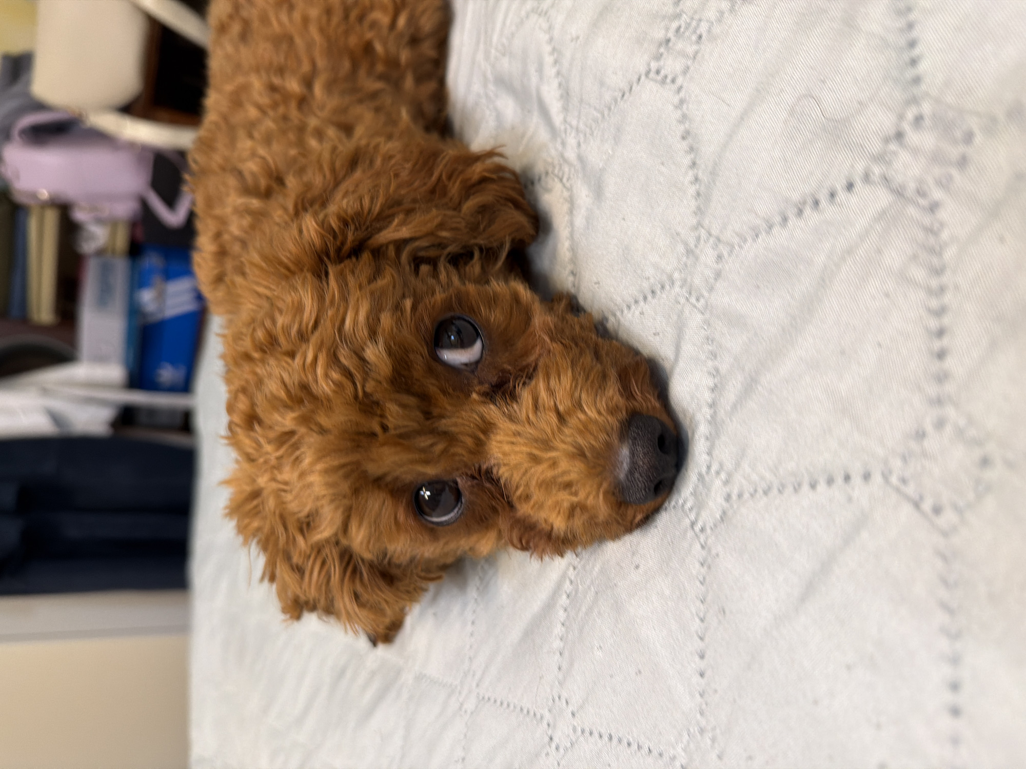 A reddish-brown toy poodle lies on a light blue comforter, its head resting on the surface. The dog's large, dark eyes gaze directly at the camera, conveying a soft, perhaps melancholic expression. Its nose is dark and moist. The background is out of focus, showing a wall, shelves with books and a light purple bag, and a white chair, suggesting an indoor domestic setting. There is no indication of the location being in Sofia, Bulgaria.