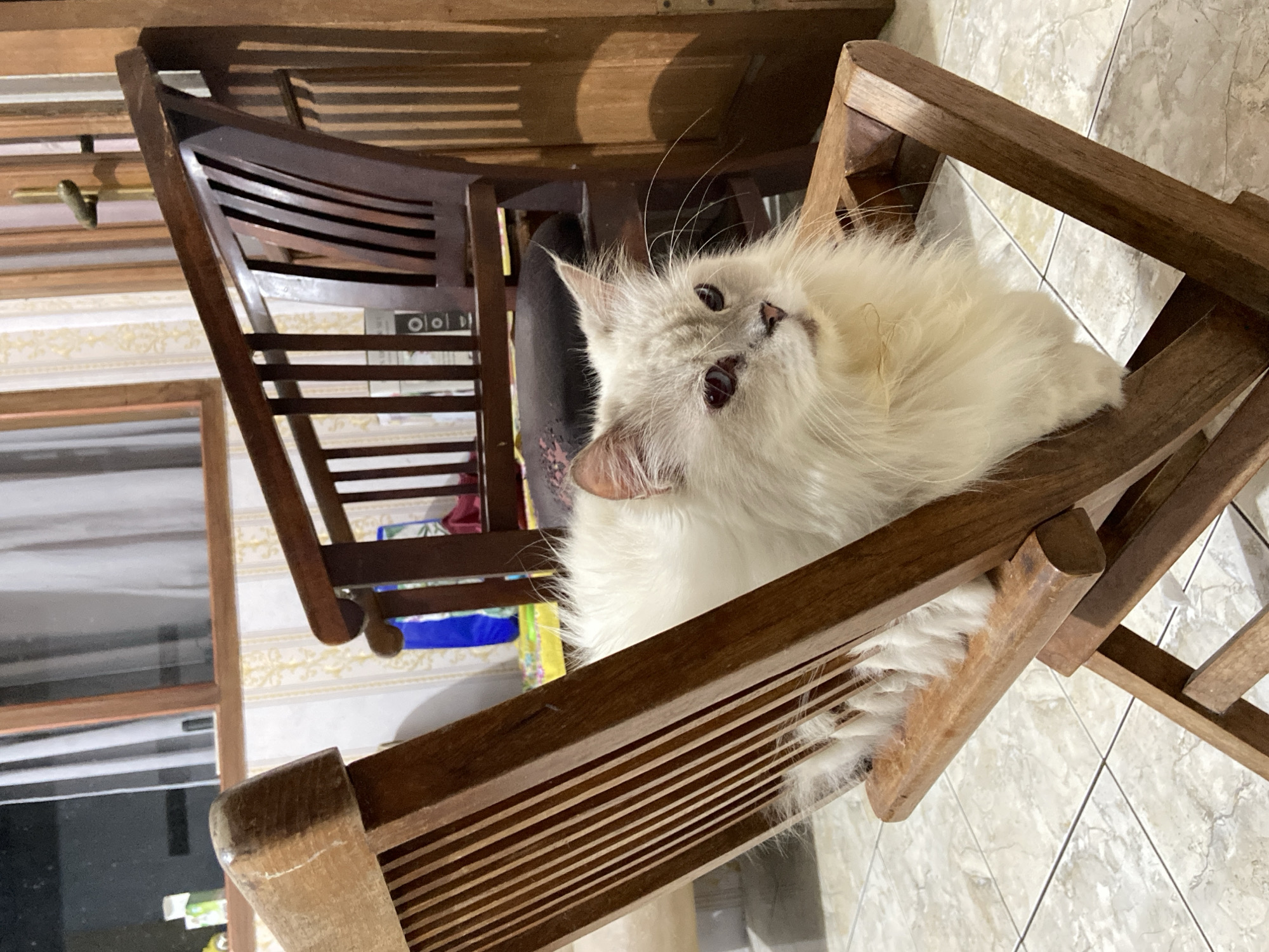 A fluffy white cat with distinctive reddish-brown eyes sits on a wooden chair. The cat's fur is long and appears to be of Persian lineage. The chair is made of dark wood with a slatted back and seat. In the background, a window with white curtains is visible, and another dark wooden chair stands behind the first. The floor is tiled with a light-colored marble pattern. The scene is indoors, and the lighting suggests it is daytime, with shadows cast by the wooden furniture. The overall setting appears to be a residential interior, possibly in the city of Margorejo, Indonesia.